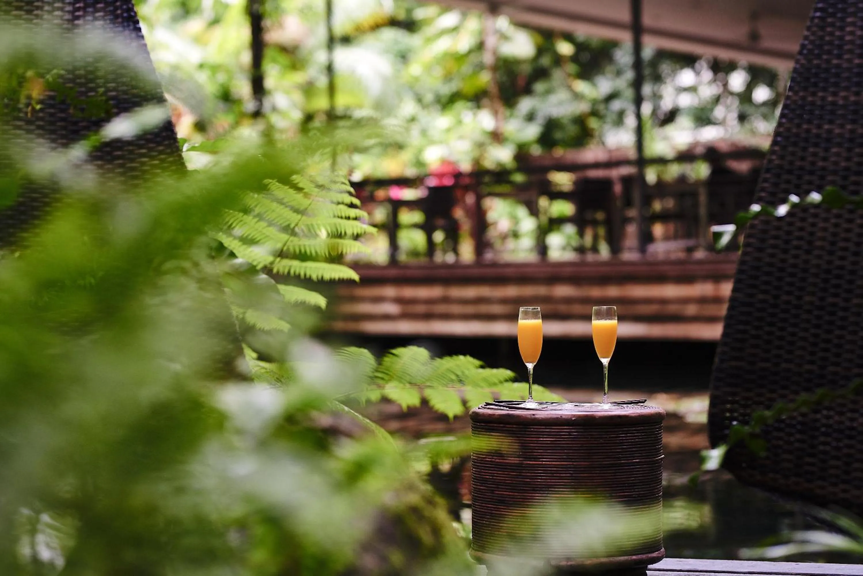 Garden in Daintree Ecolodge