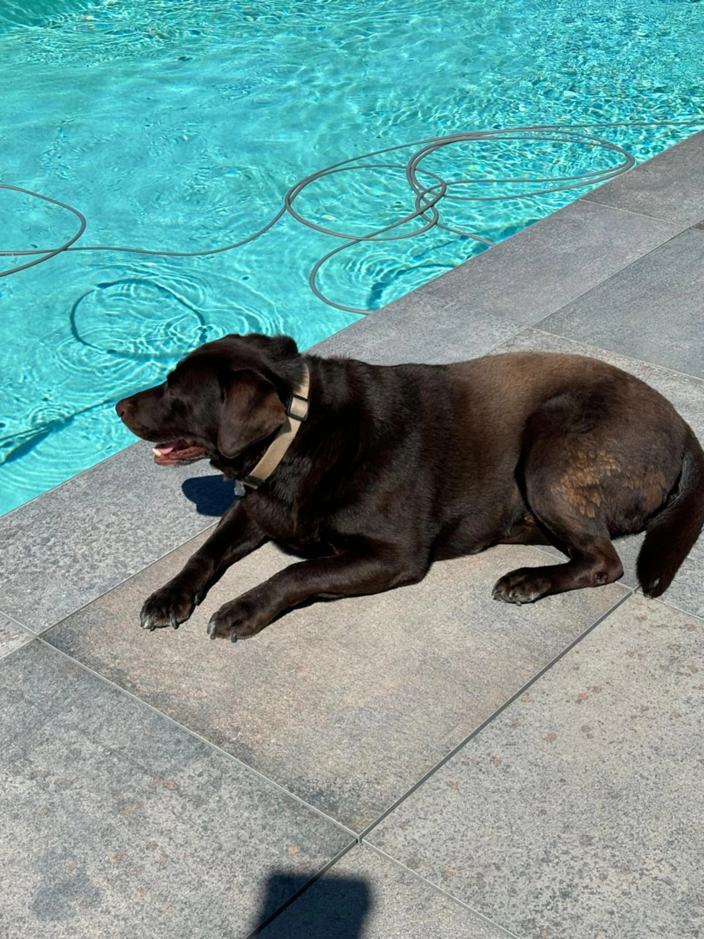 Pets in Les Chambres Chez Christine