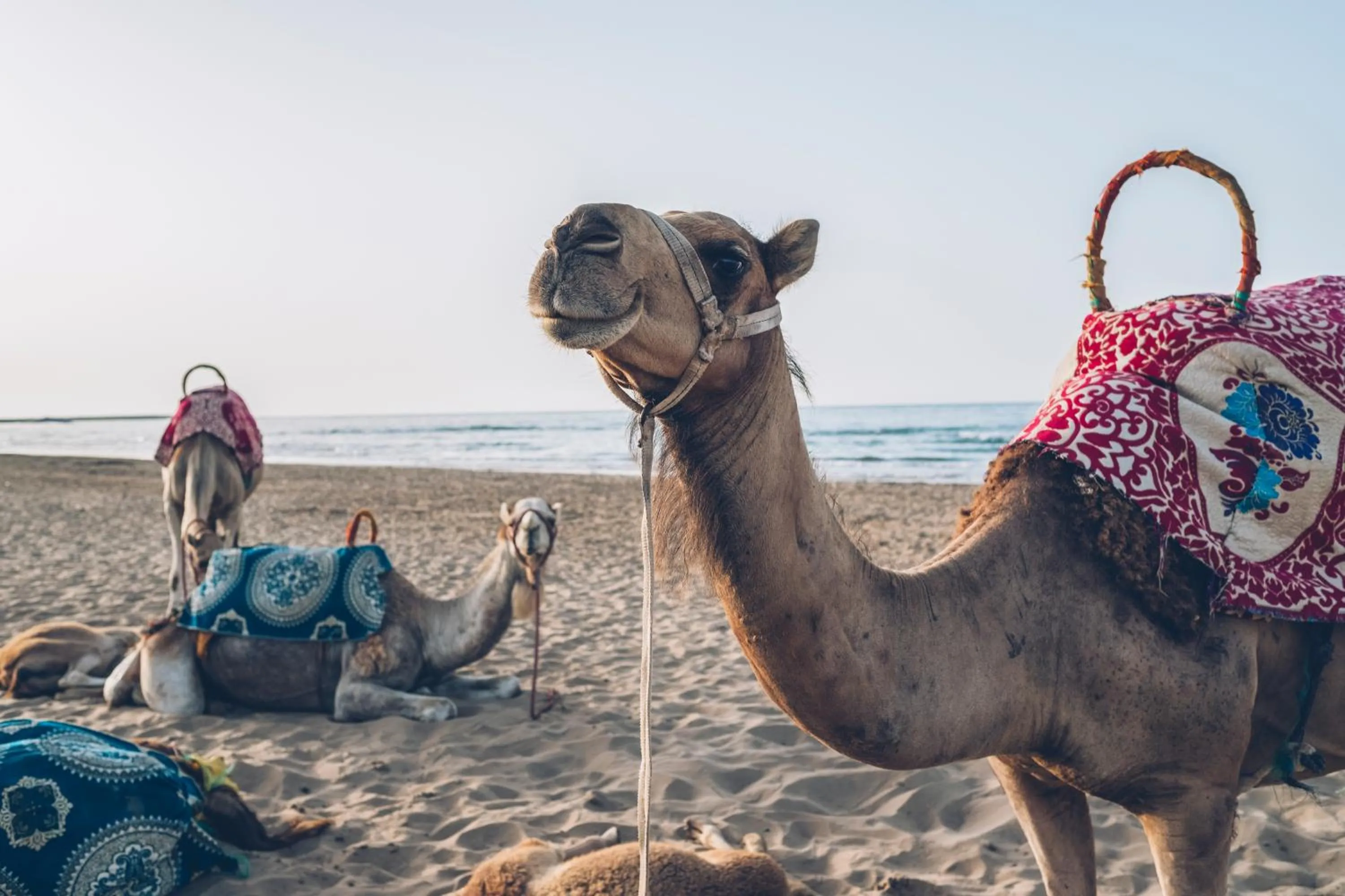 Entertainment in Iberostar Waves Saidia