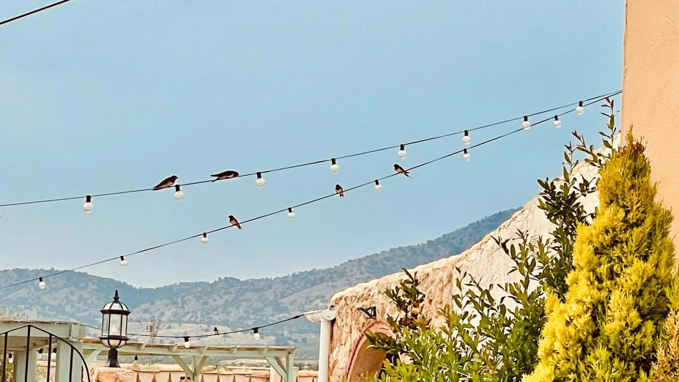 Garden in Casa Rural Ubeda - B&B - Pinoso-Alicante