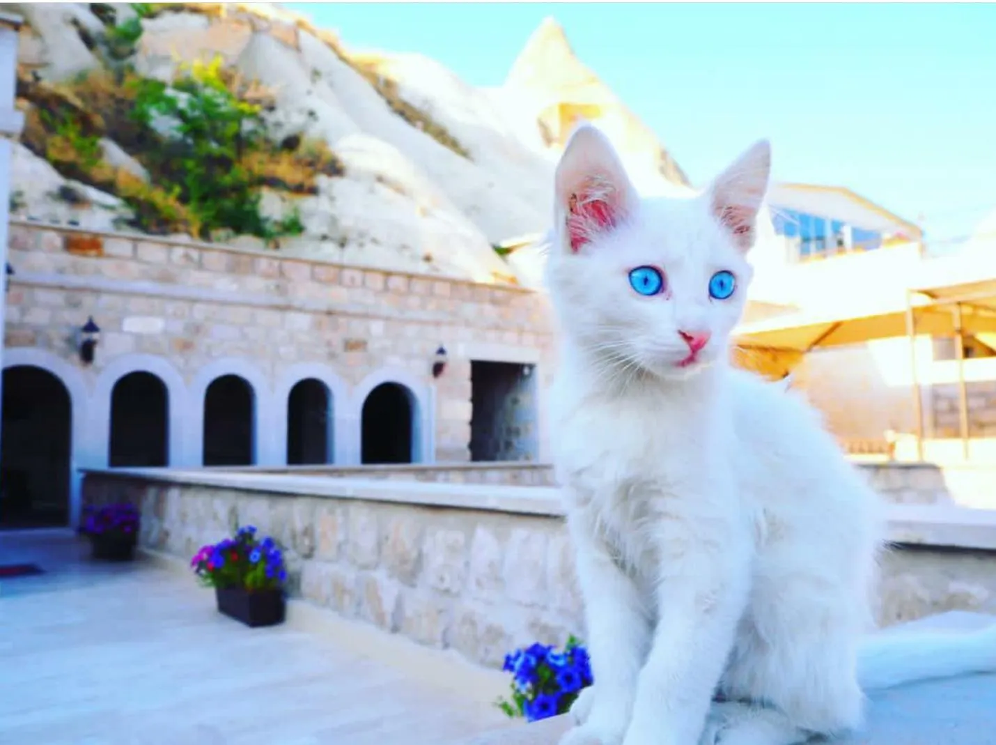 Pets in Guzide Cave Hotel
