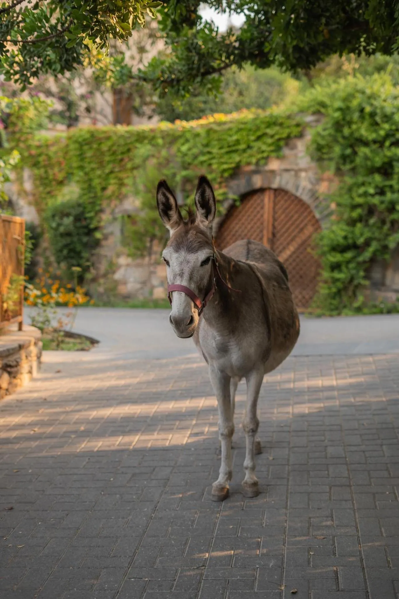 Activities in Kinsterna Hotel