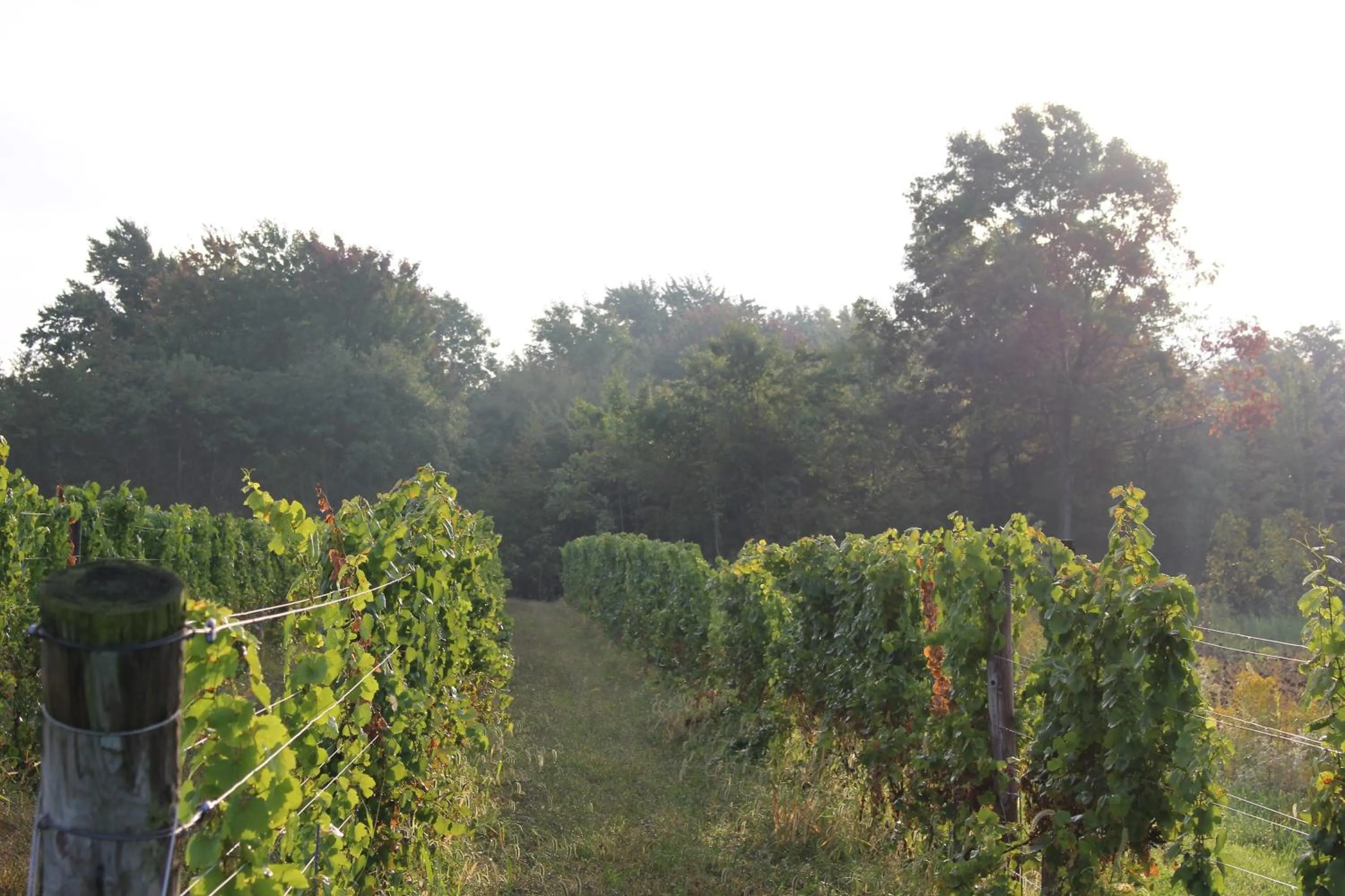 Summer in Vineyard Woods