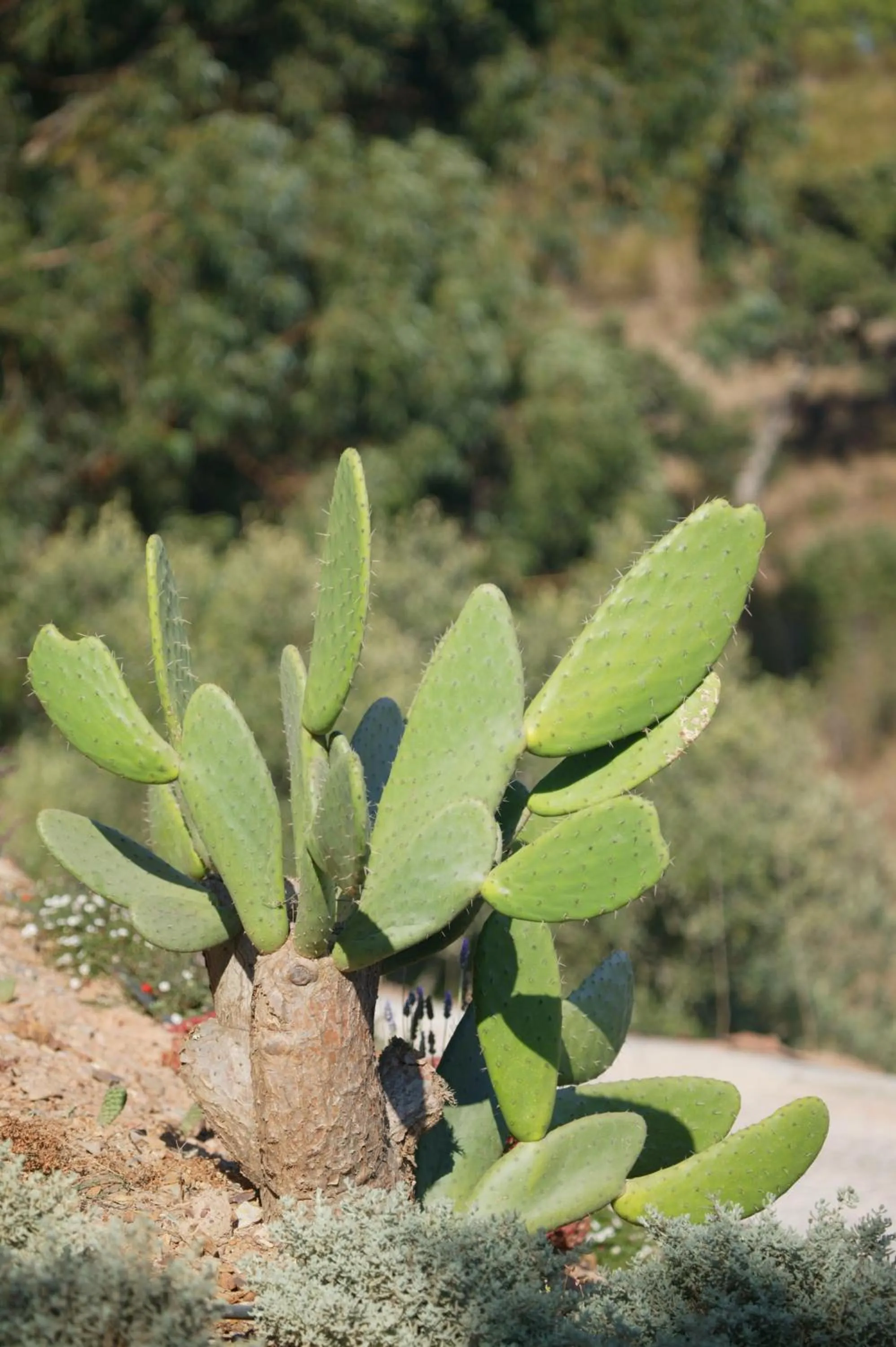 Garden in Monte Da Vilarinha