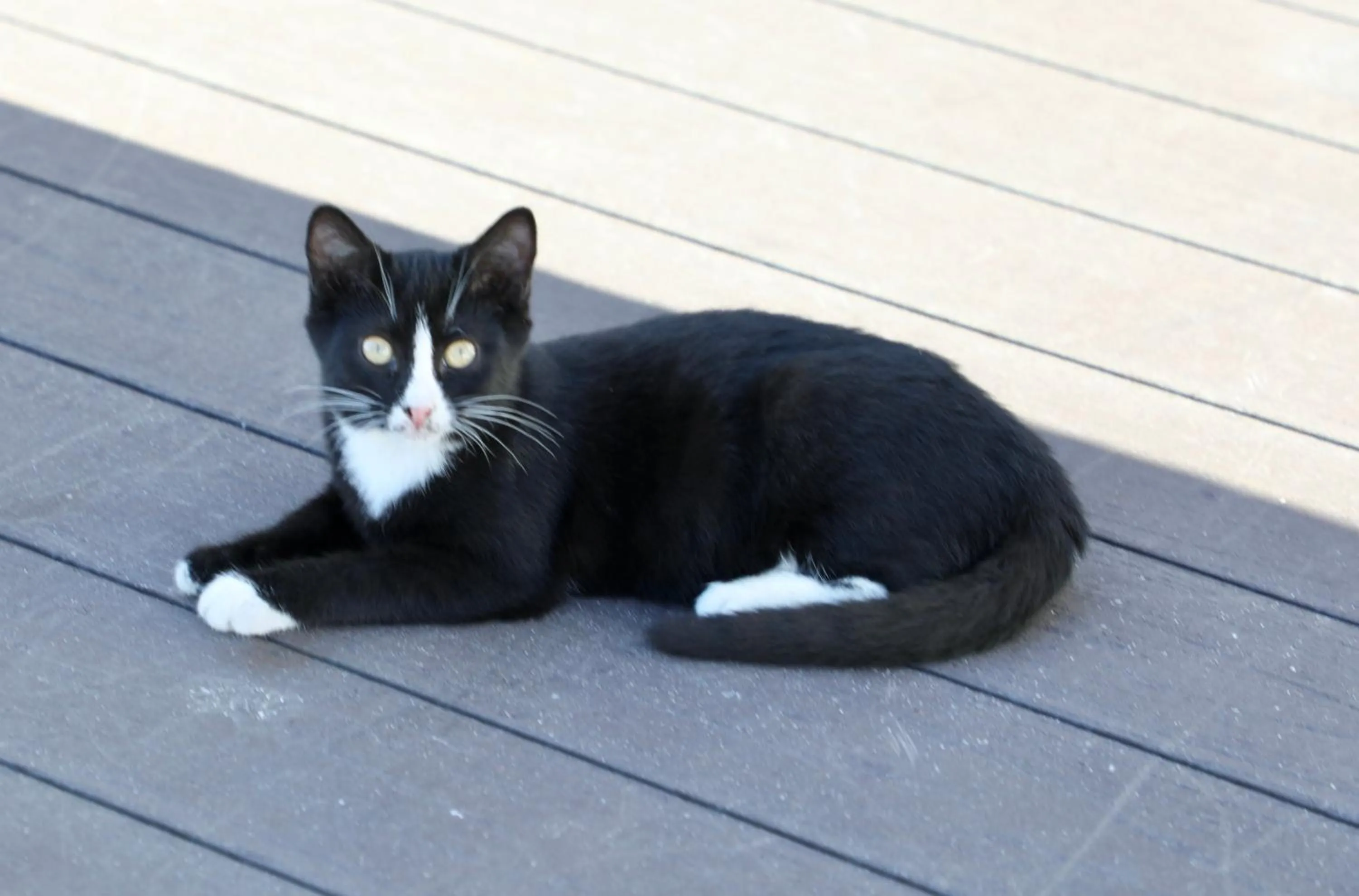 Pets in Villa Sphendone Suites Istanbul