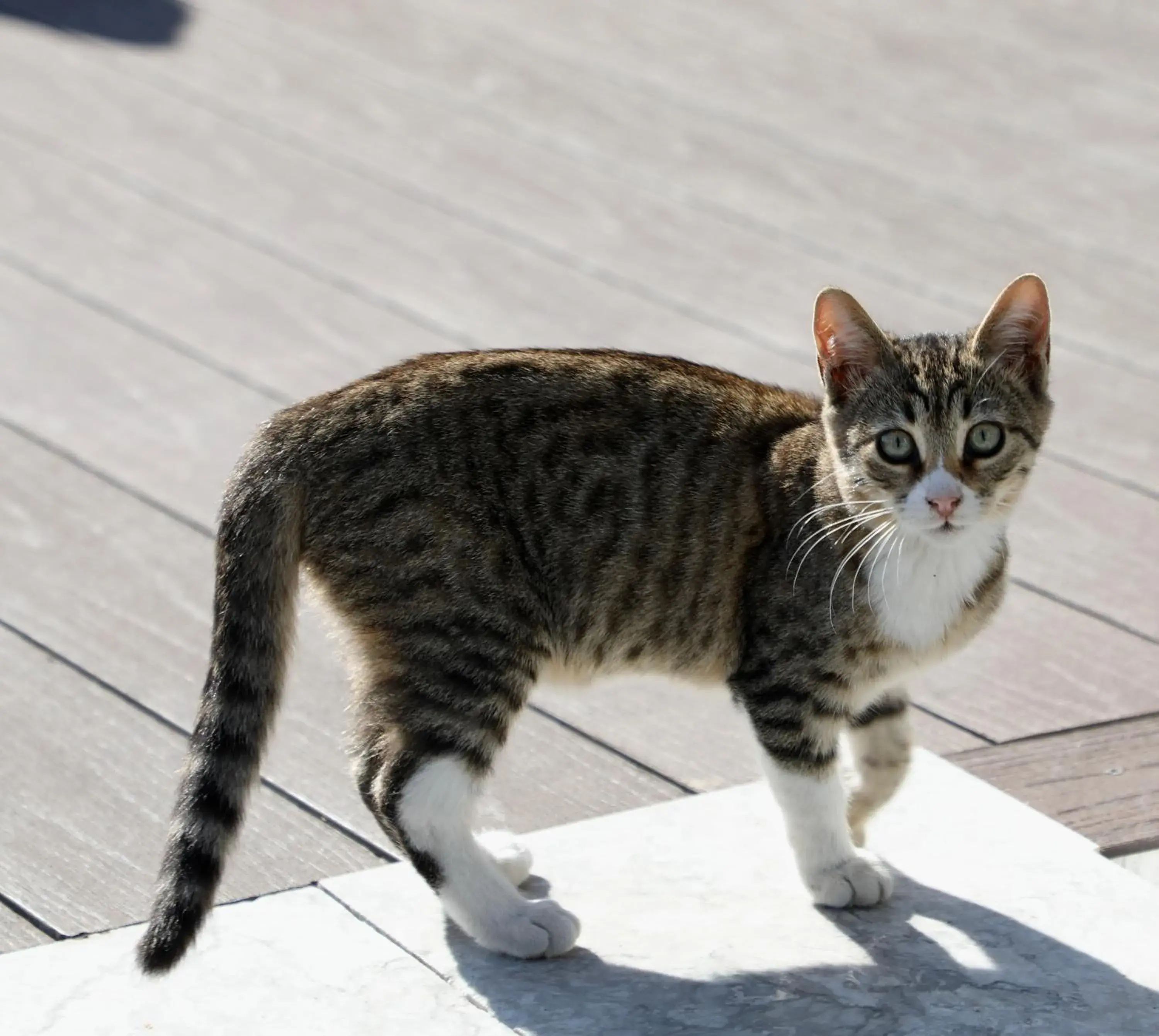 Pets in Villa Sphendone Suites Istanbul Pets in Villa Sphendone Suites Istanbul