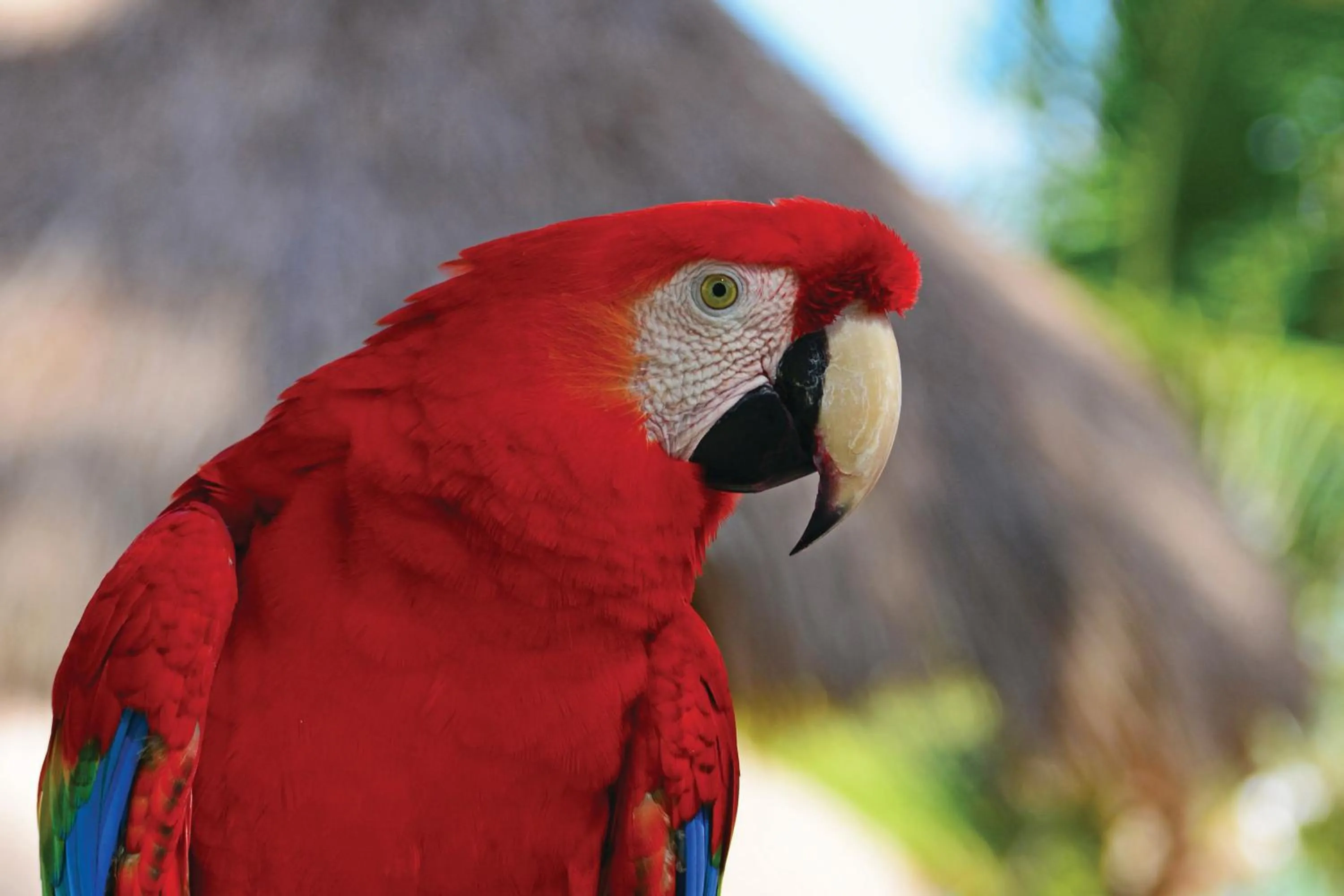 Animals in Serrambi Resort