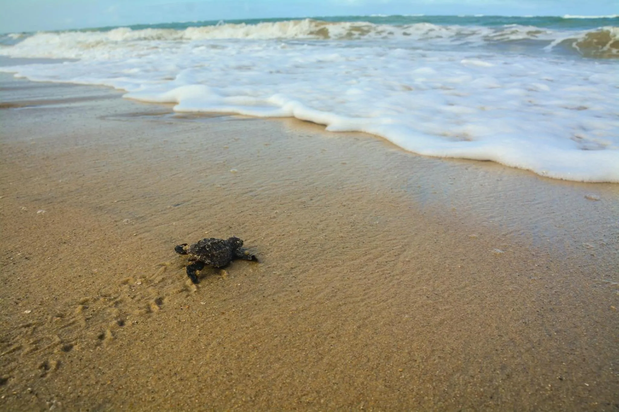 Day in Serrambi Resort