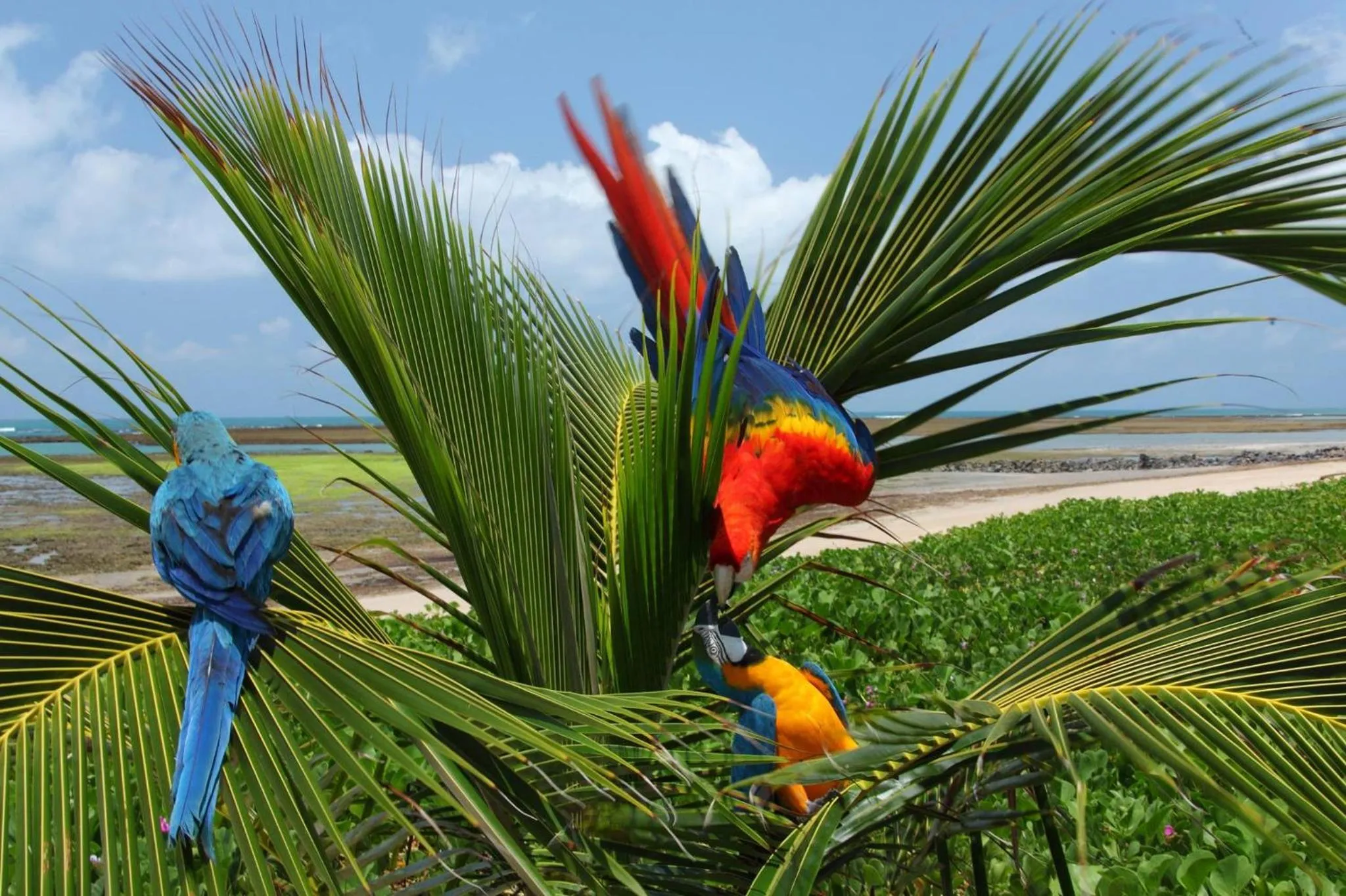 Animals in Serrambi Resort