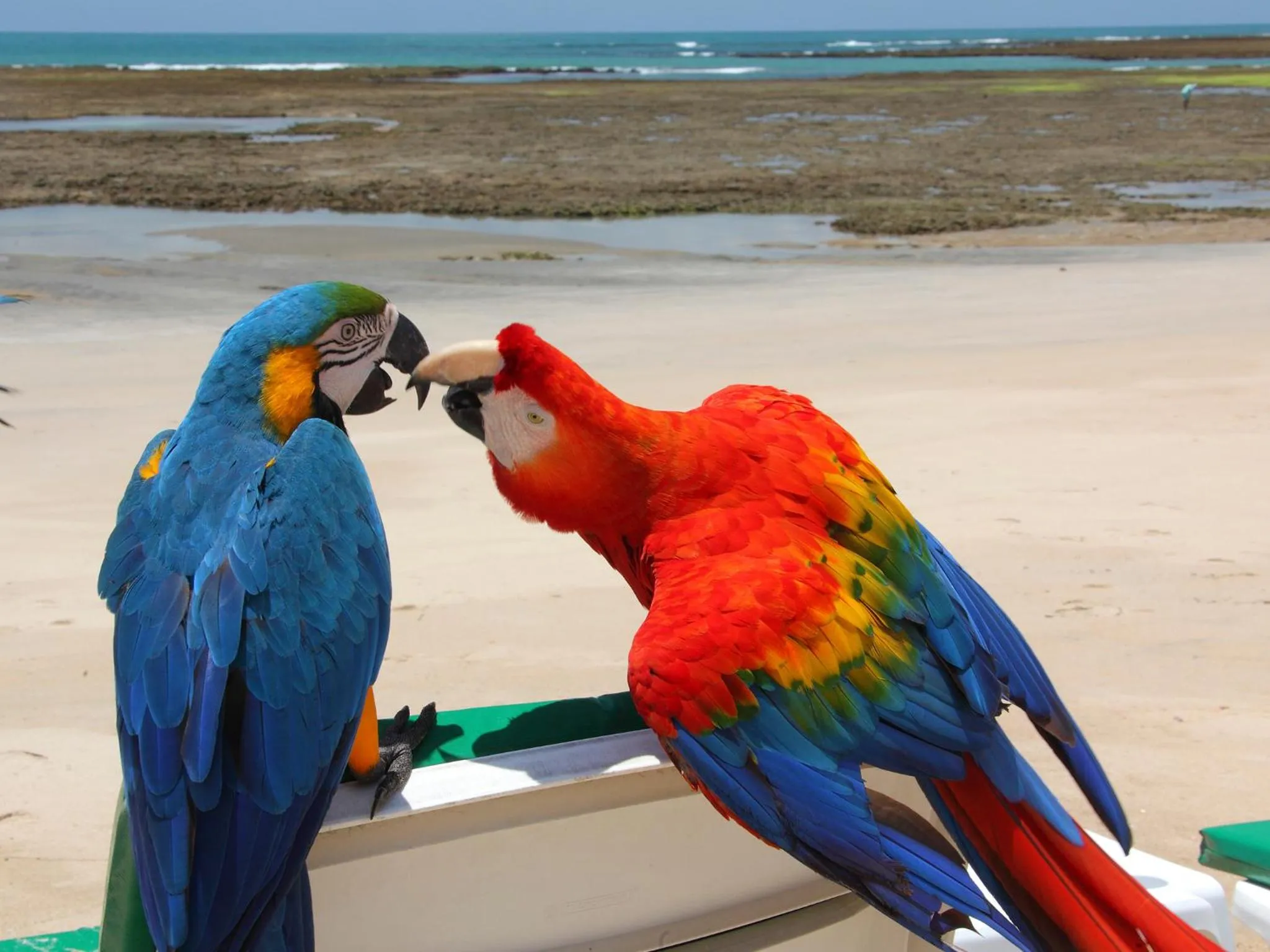 Other in Serrambi Resort