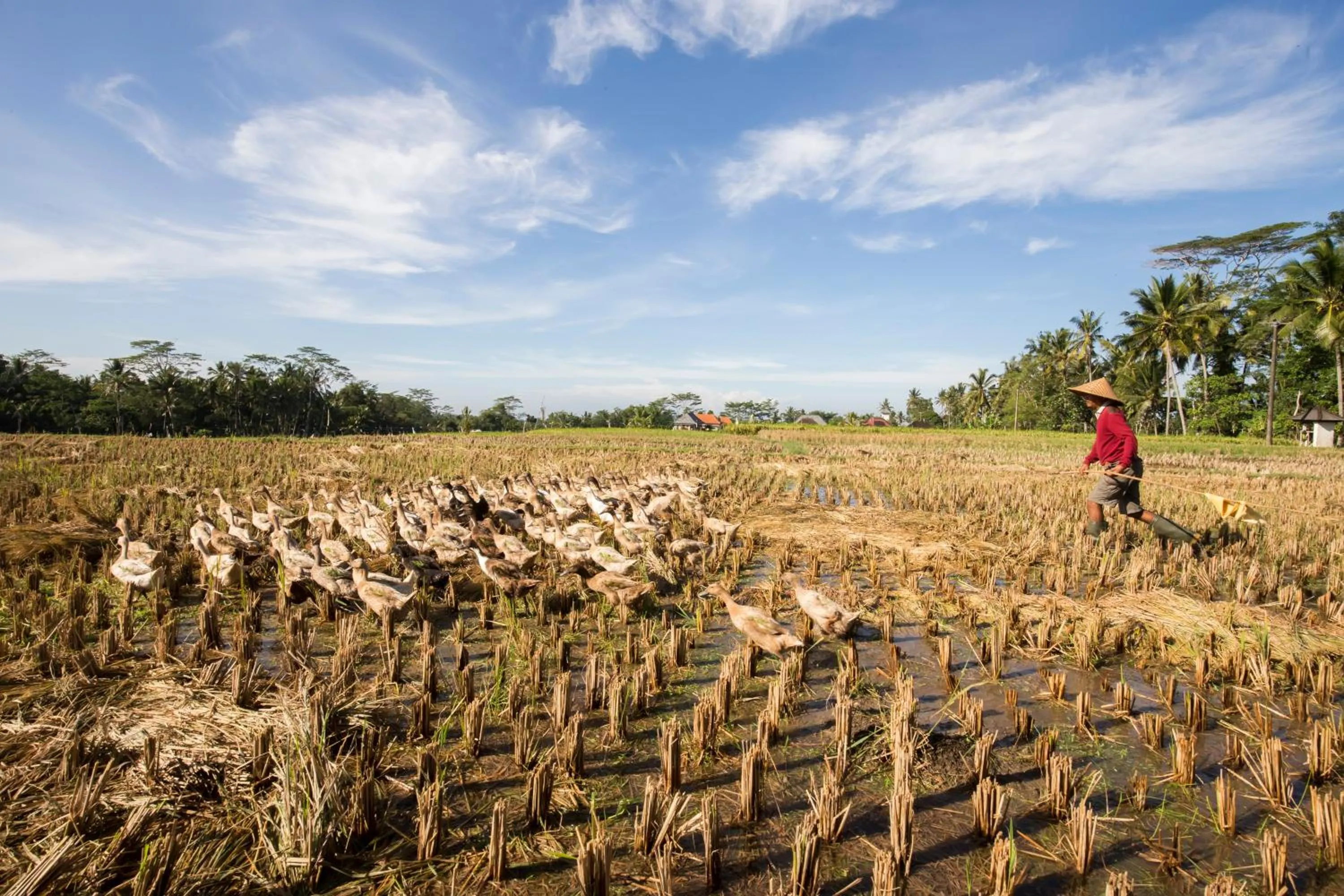 Animals in Alosta Luxury Private Villa