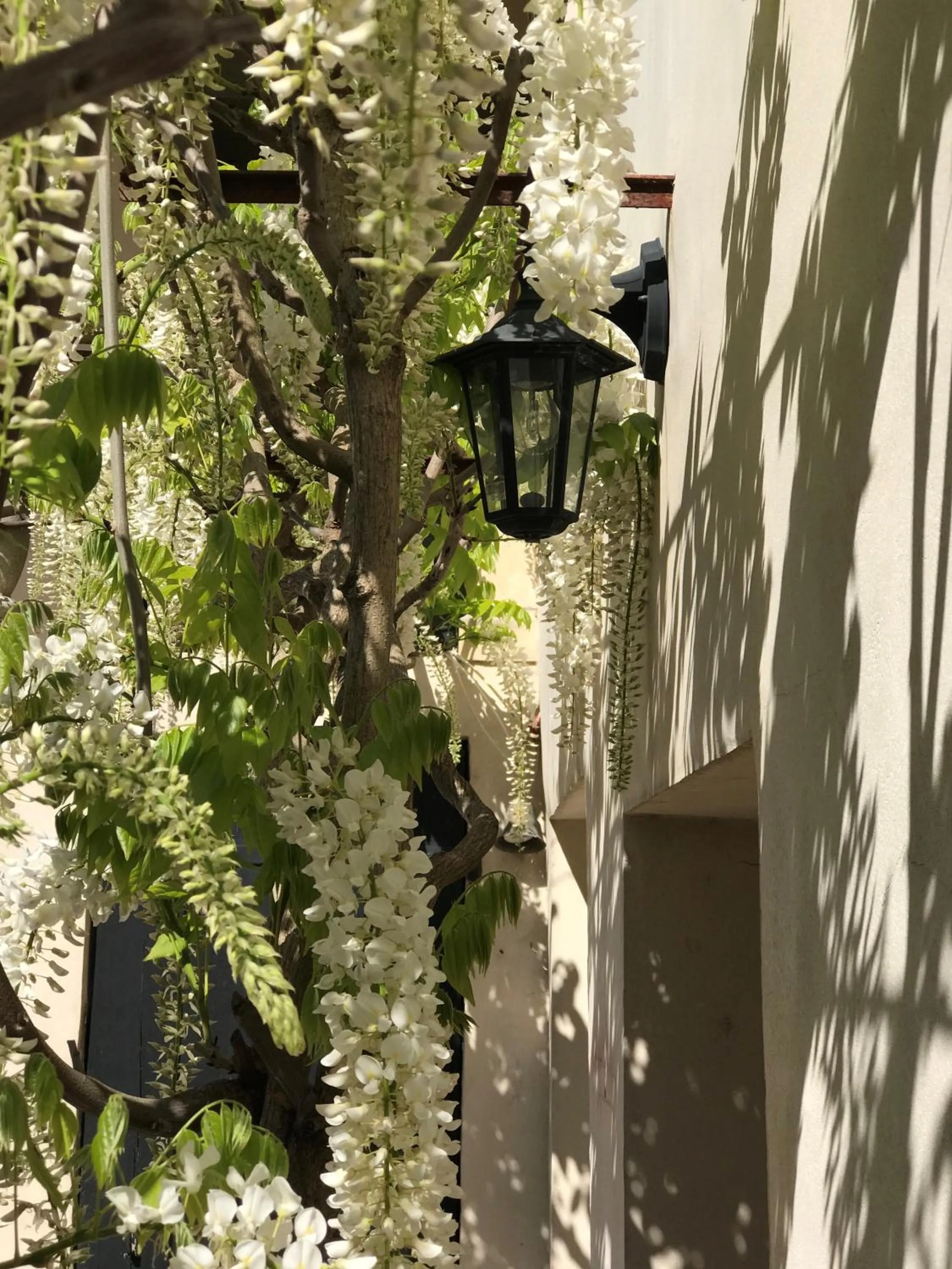 Garden in La Maison Douce