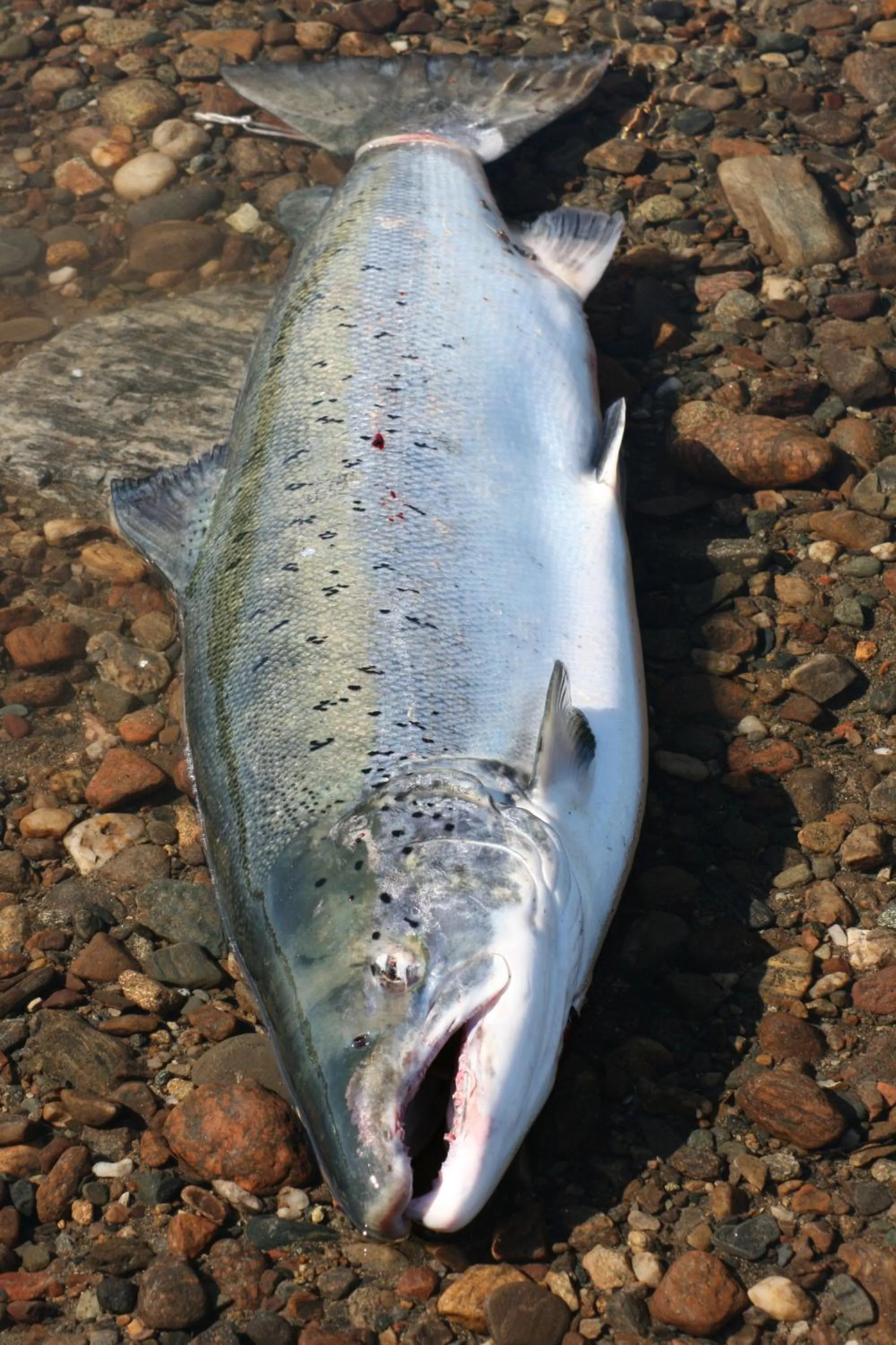 Fishing in Overhalla Hotel