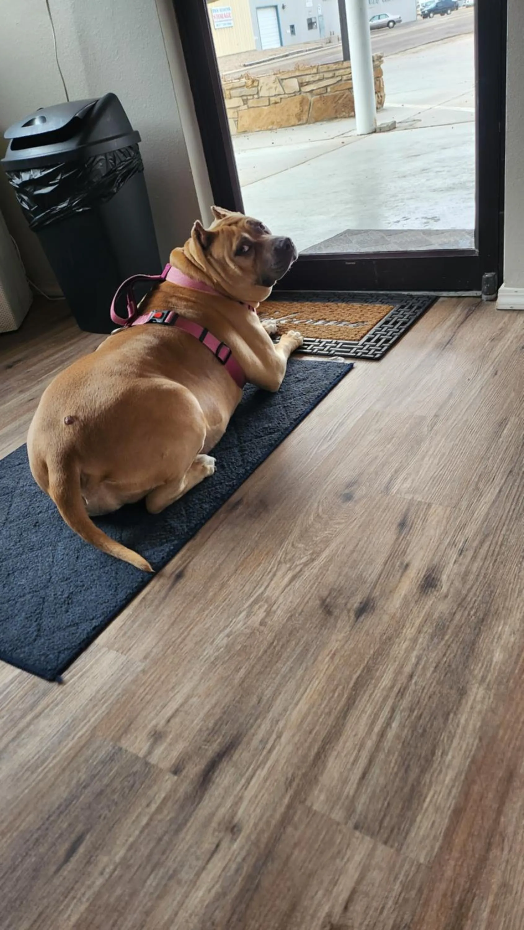 Pets in Golden Arrow Motel