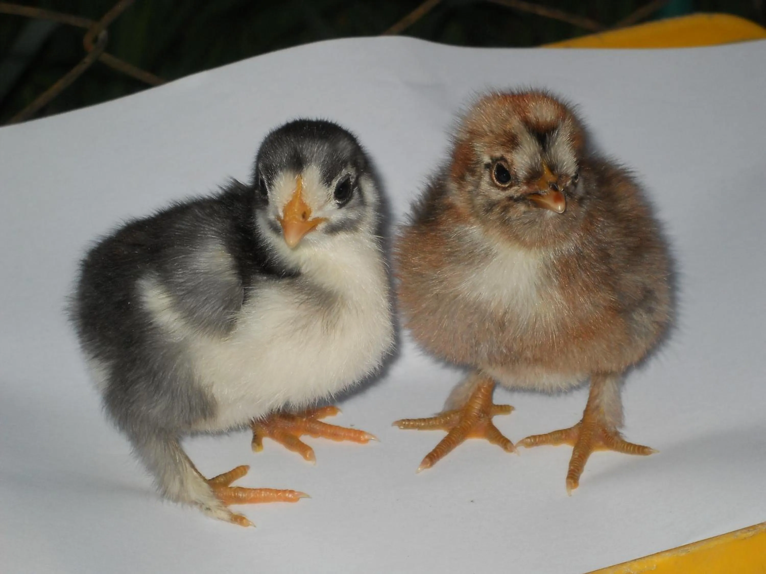 Other in Agriturismo La Palazzina