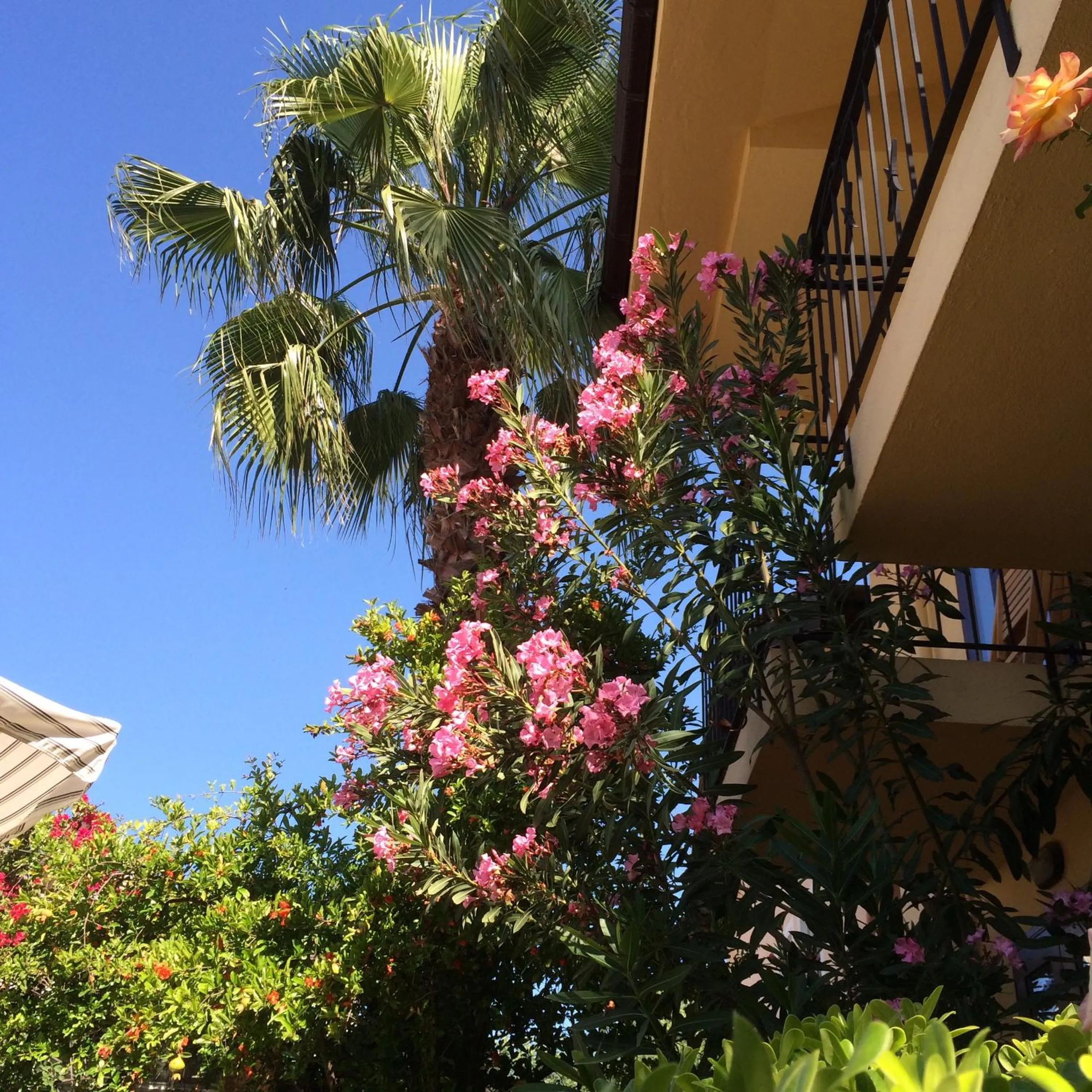 Garden in Villa Danlin Hotel