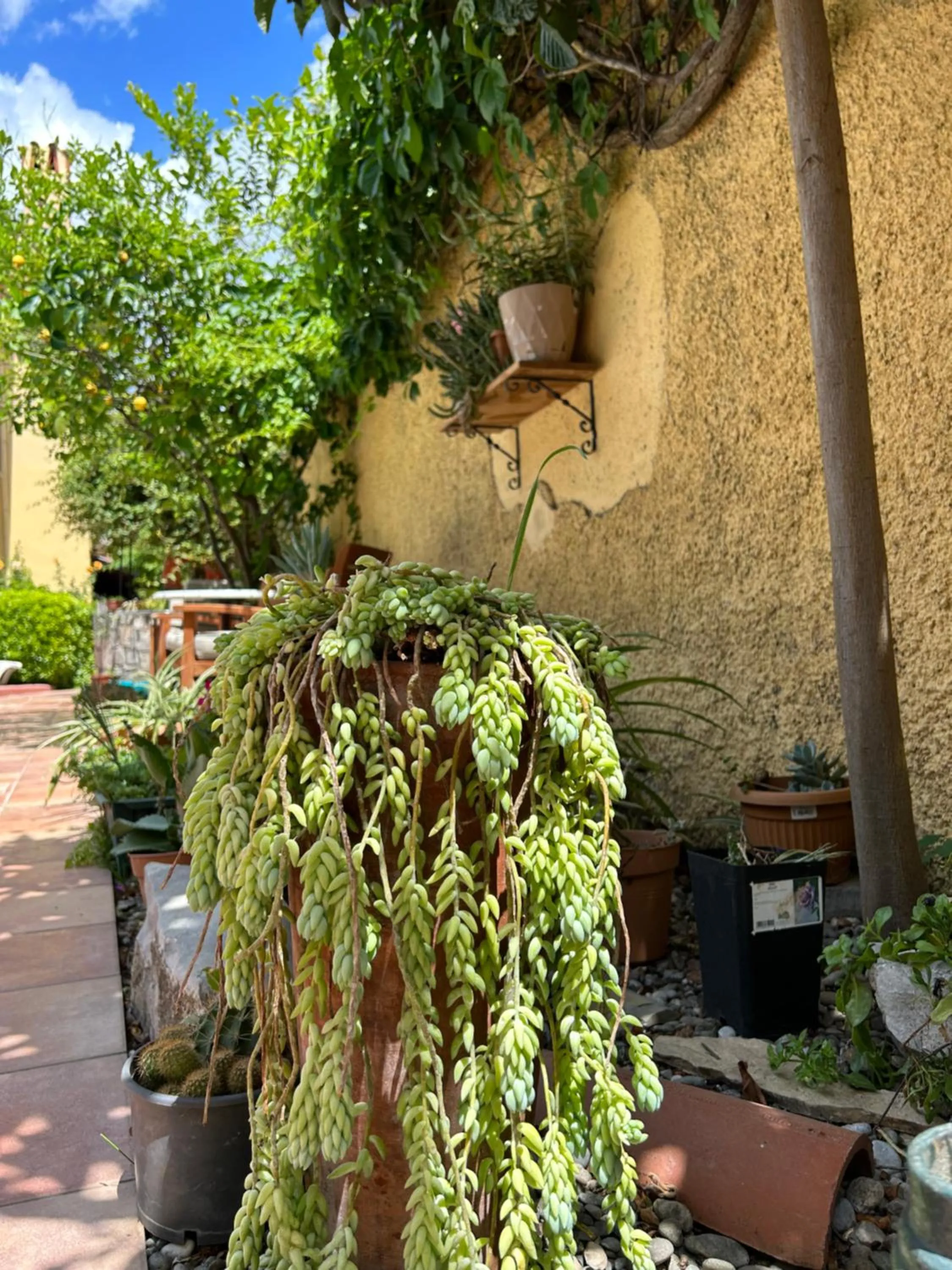 Patio in Villa Danlin Hotel