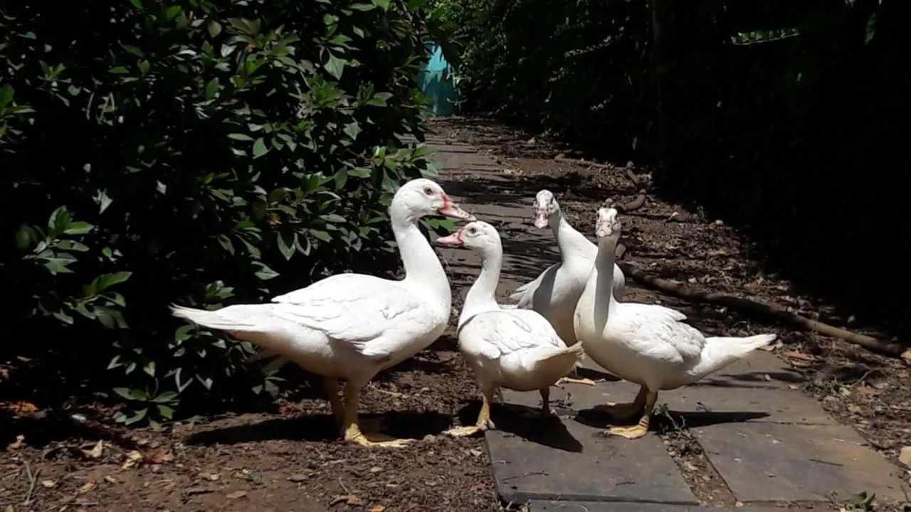 Pets in Quinta Drº Amarante