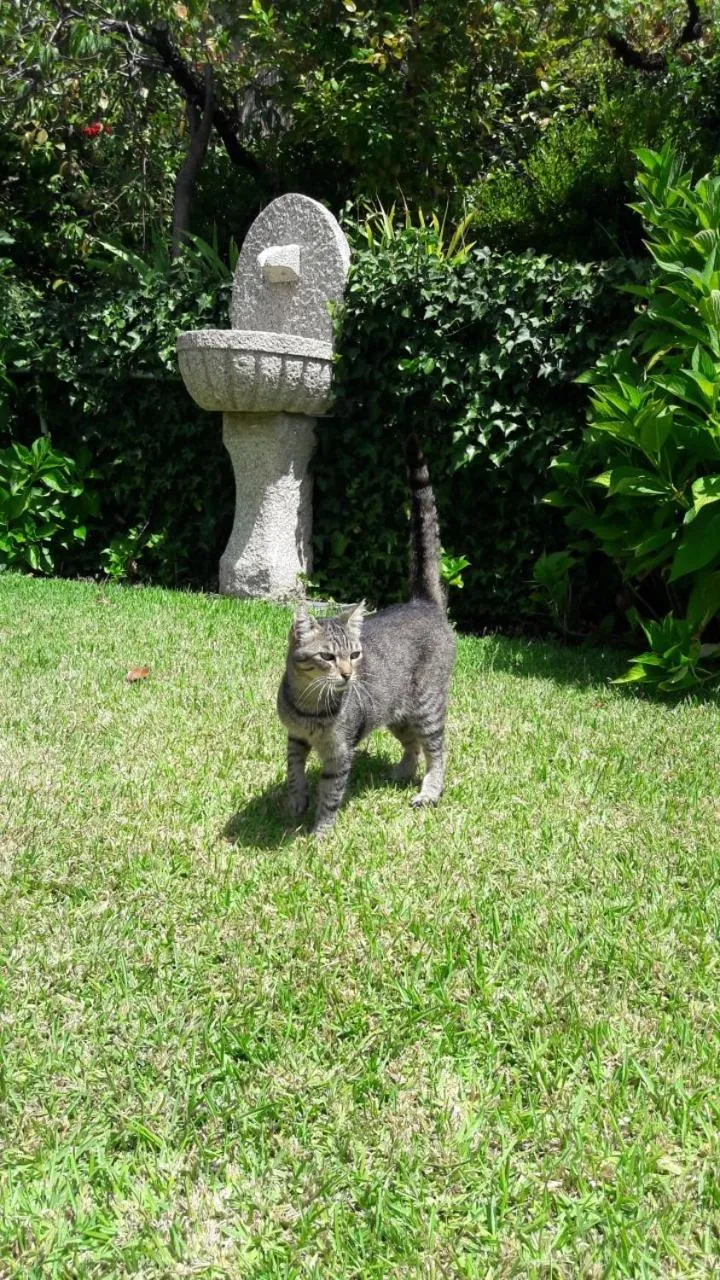 Pets in Quinta Drº Amarante