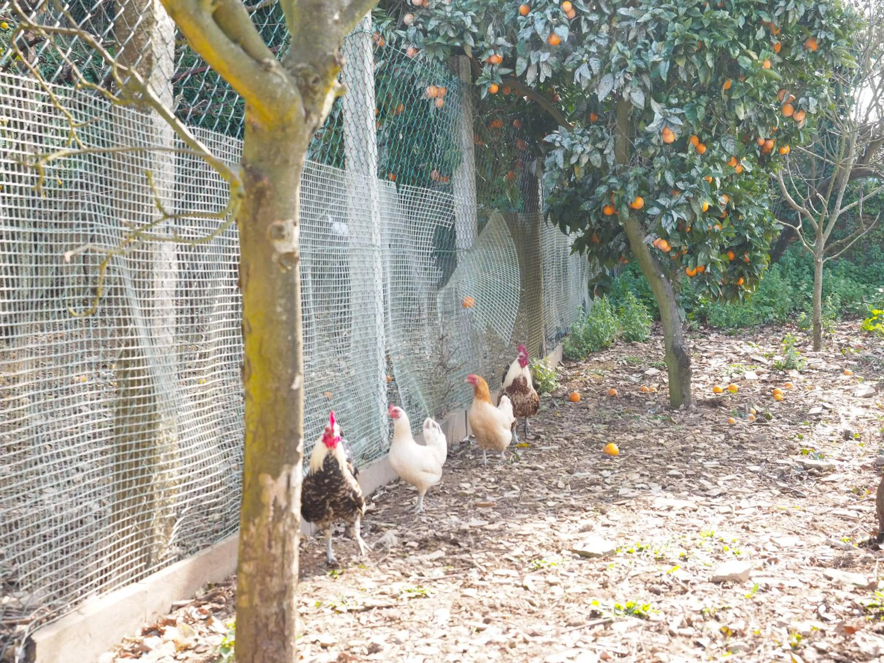 Animals in Quinta Drº Amarante