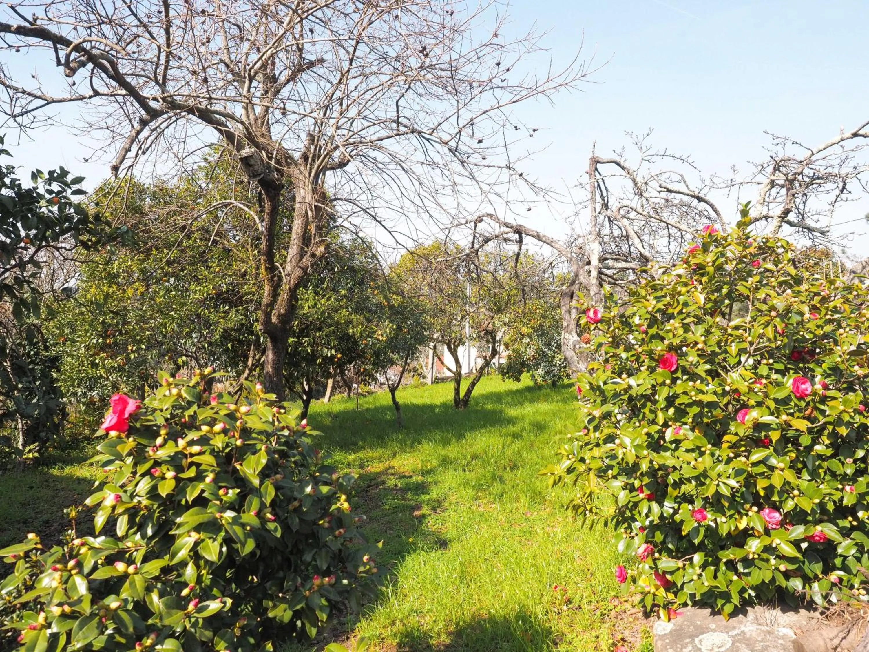 Garden in Quinta Drº Amarante