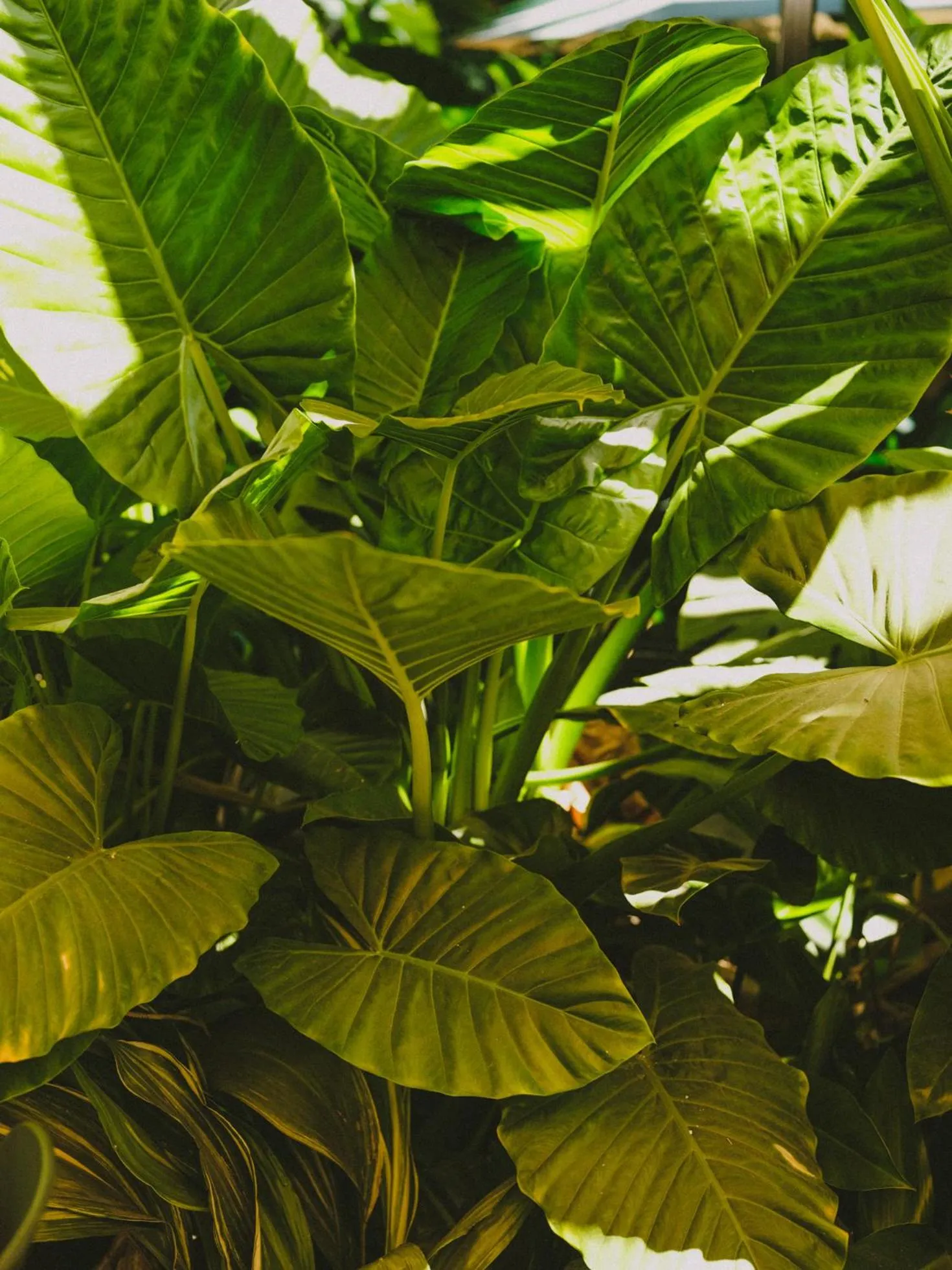 Garden in Hotel Eco Boutique Bidasoa