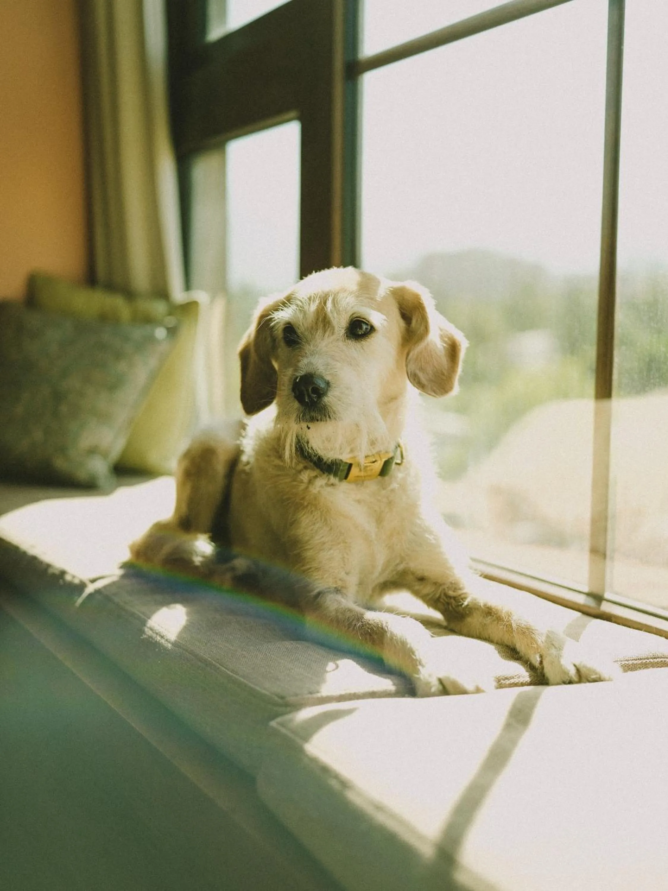 Pets in Hotel Eco Boutique Bidasoa