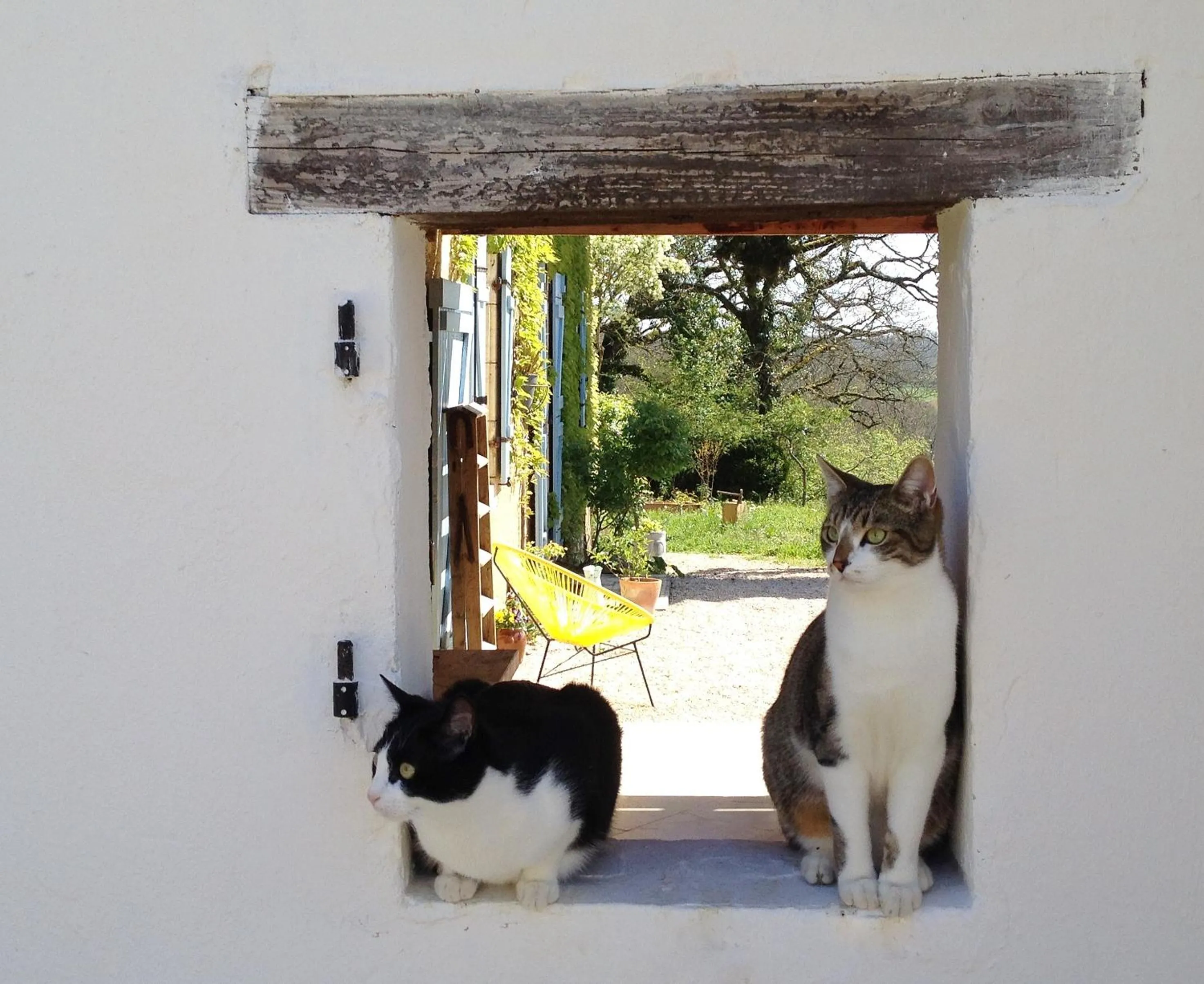 Pets in les Didascalies