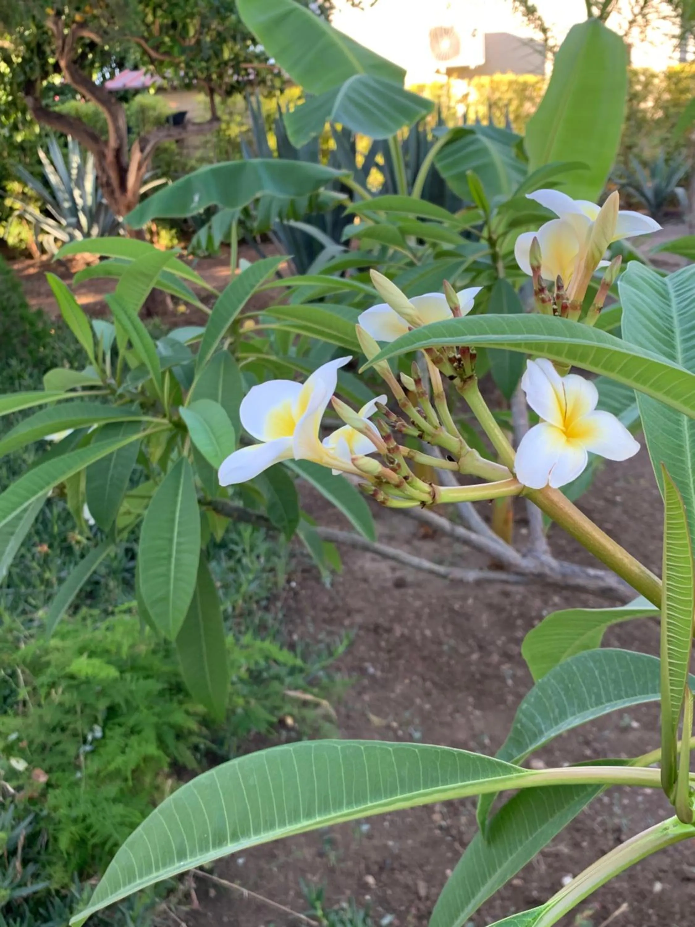 Garden in Casa Vacanze Astori