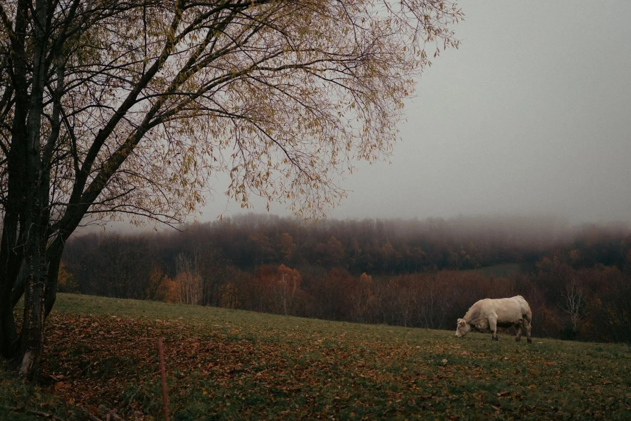 Off site in Hotel Kopanice
