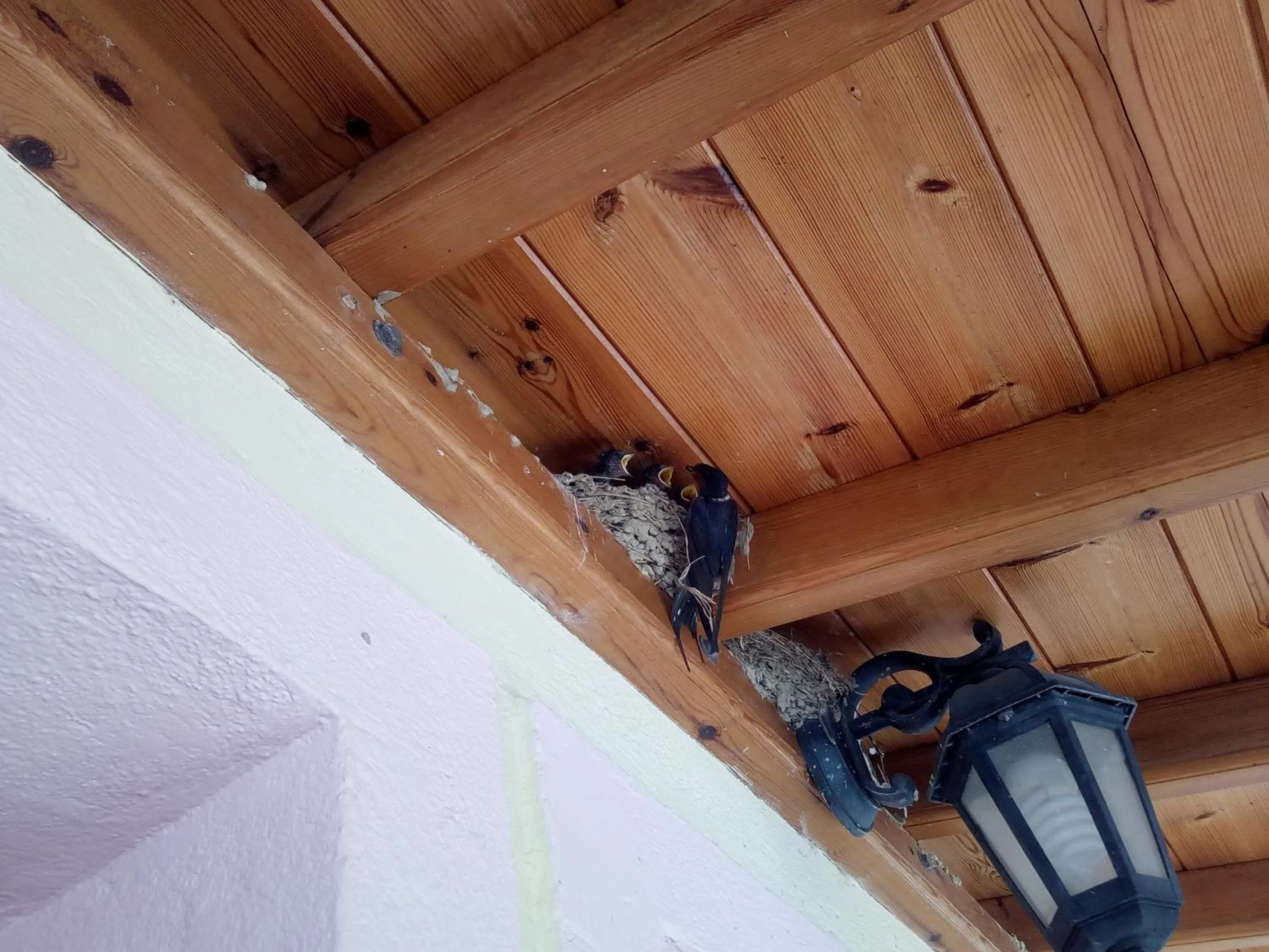 Animals in Hellen Studios