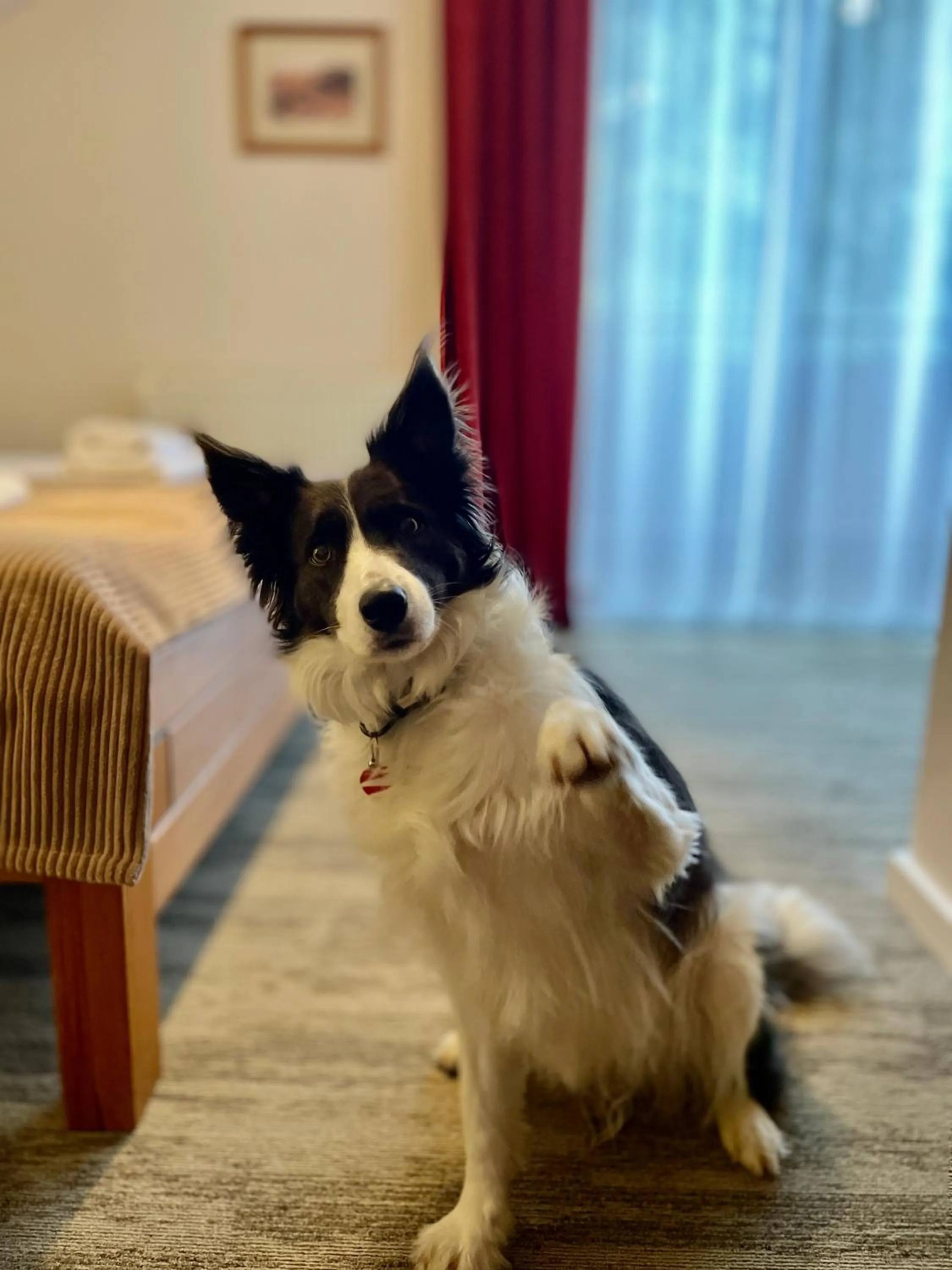 Pets in Hotel Mikulášska Chata