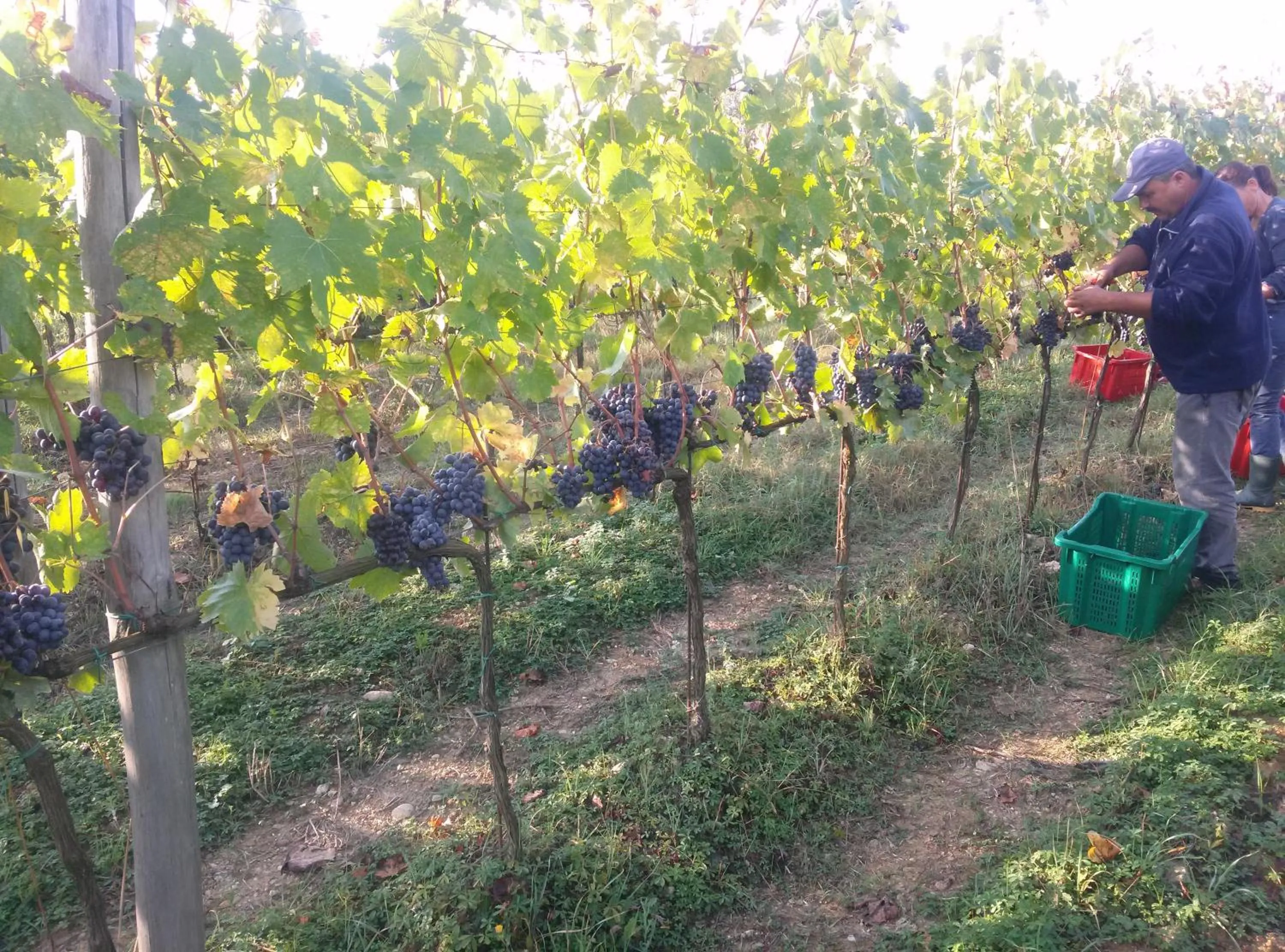 Other in Podere Dell'Anselmo