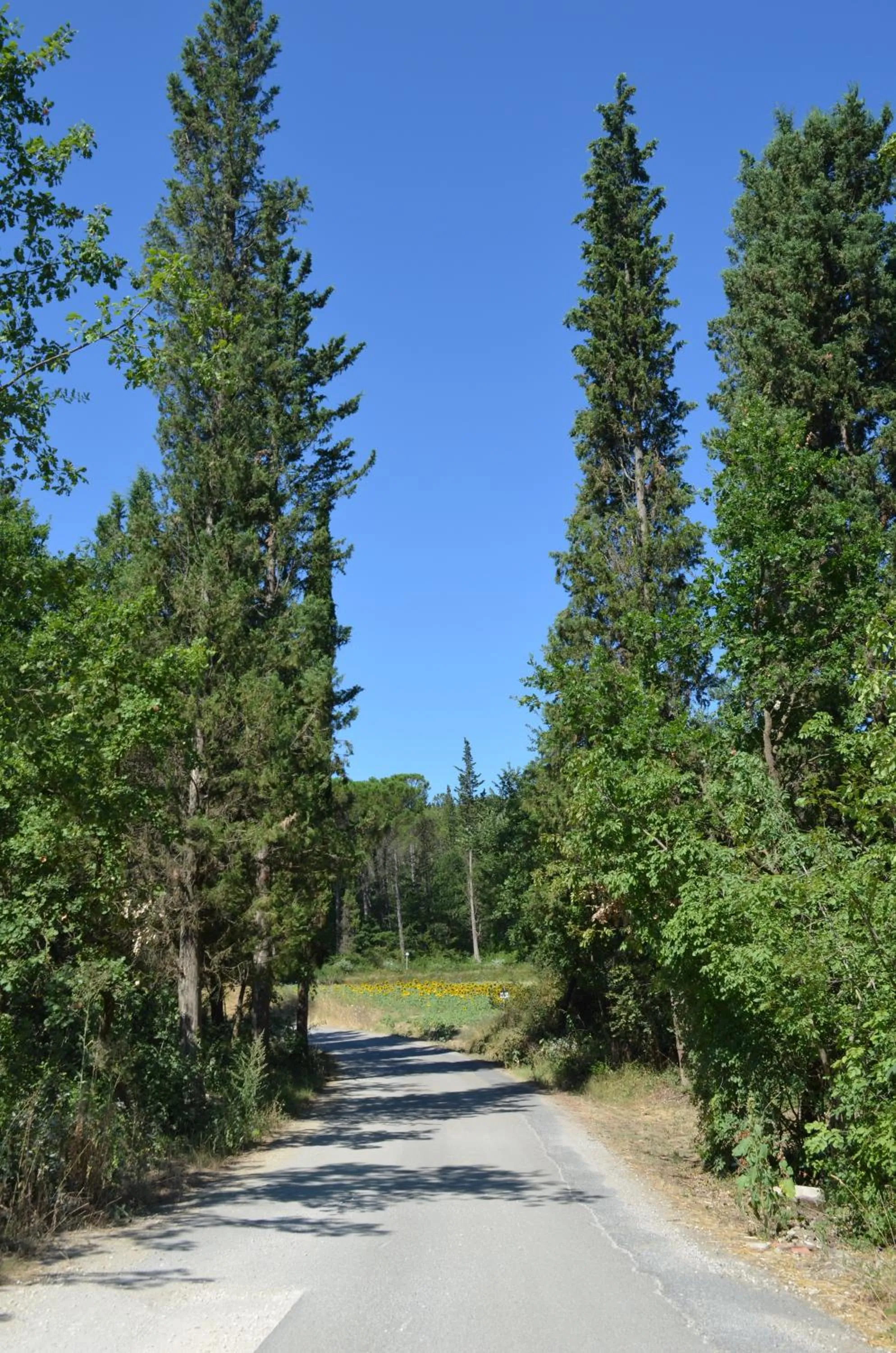Garden in Podere Dell'Anselmo