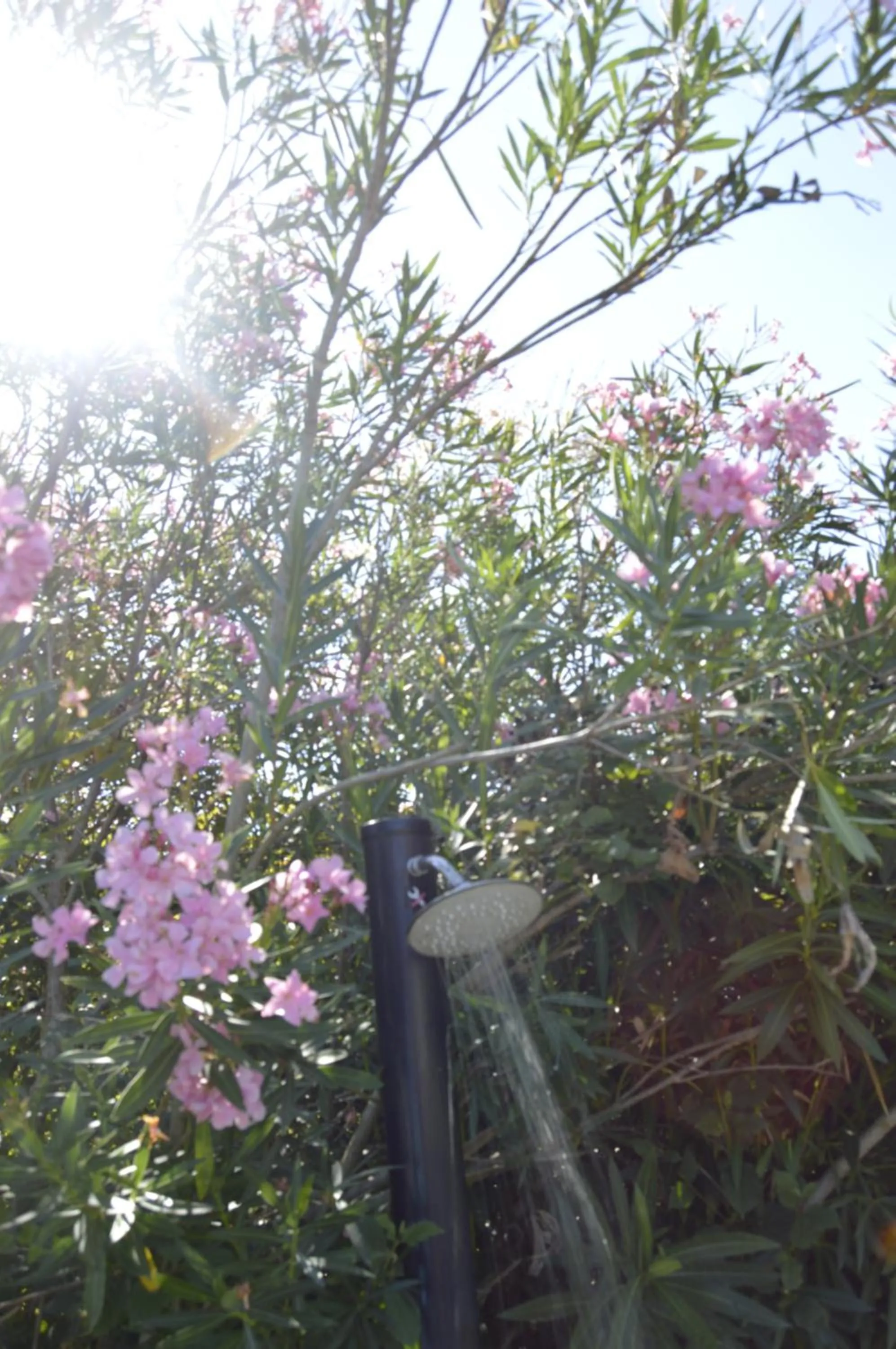 Garden in Podere Dell'Anselmo