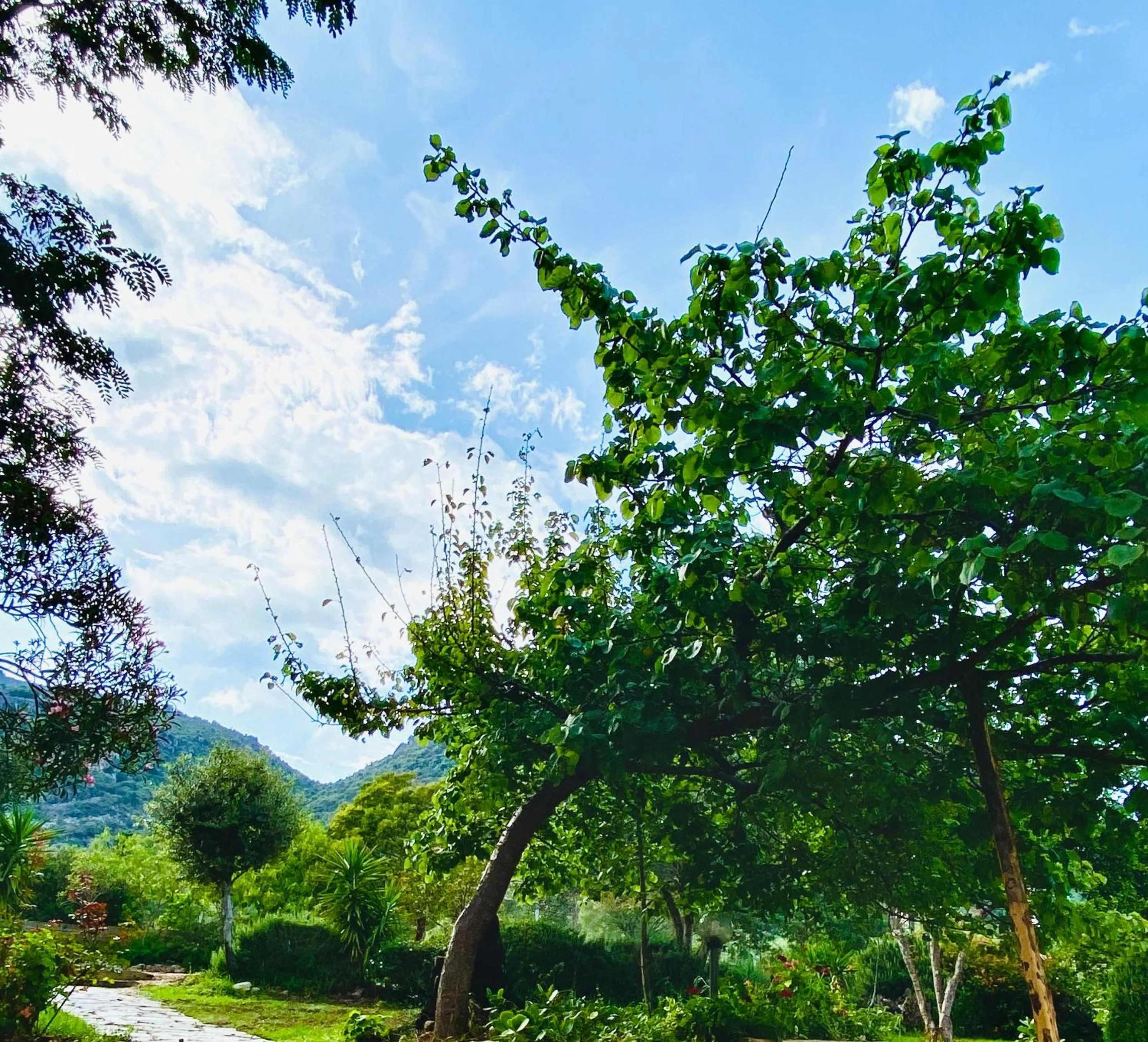 Garden in Hotel Velasole