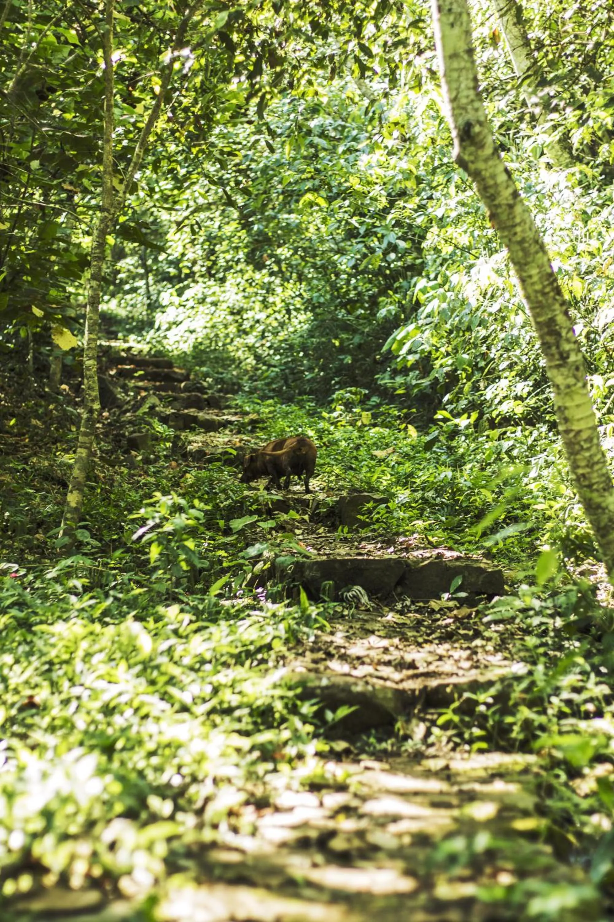 Natural landscape in Canzi Cataratas Hotel