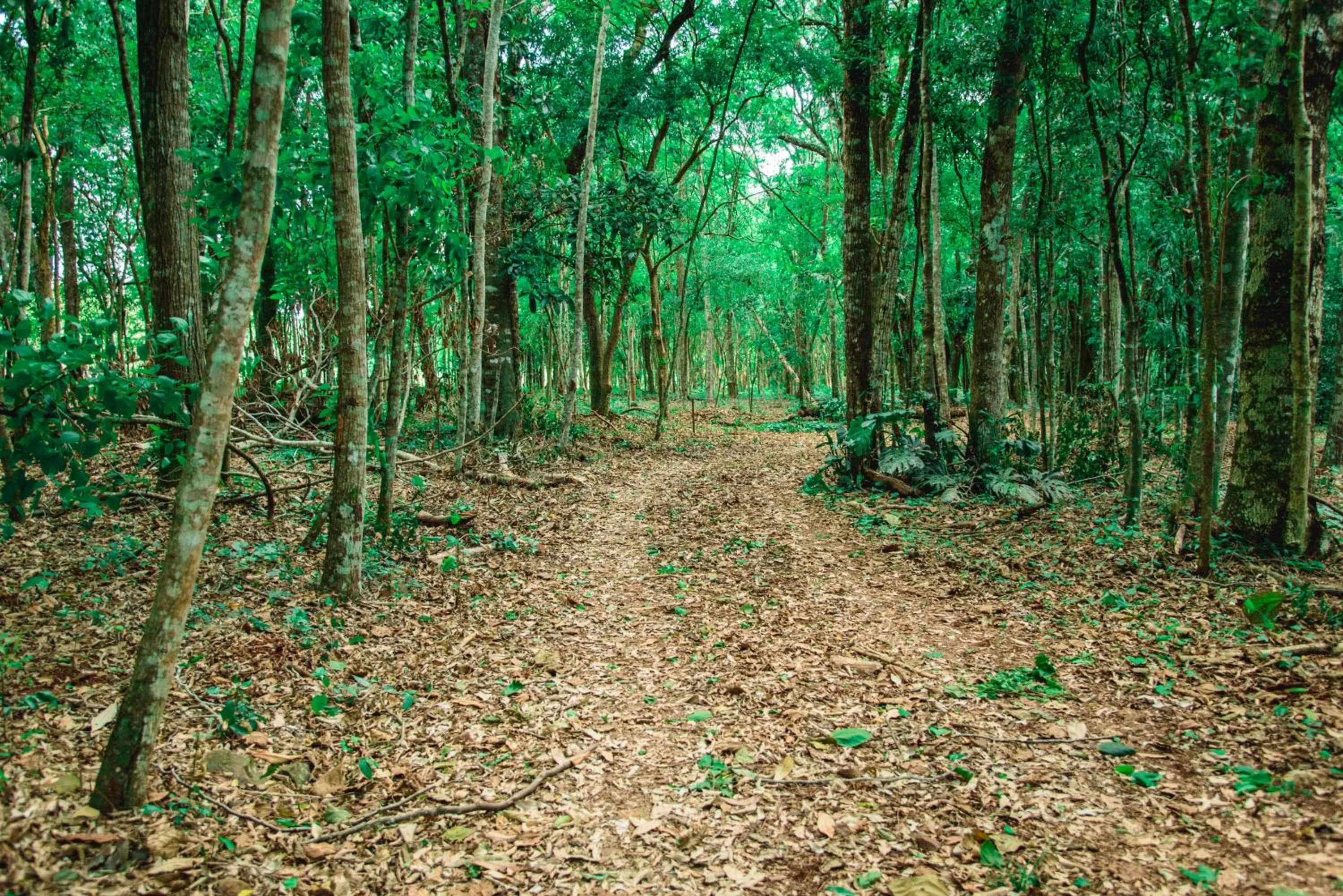Garden in Canzi Cataratas Hotel