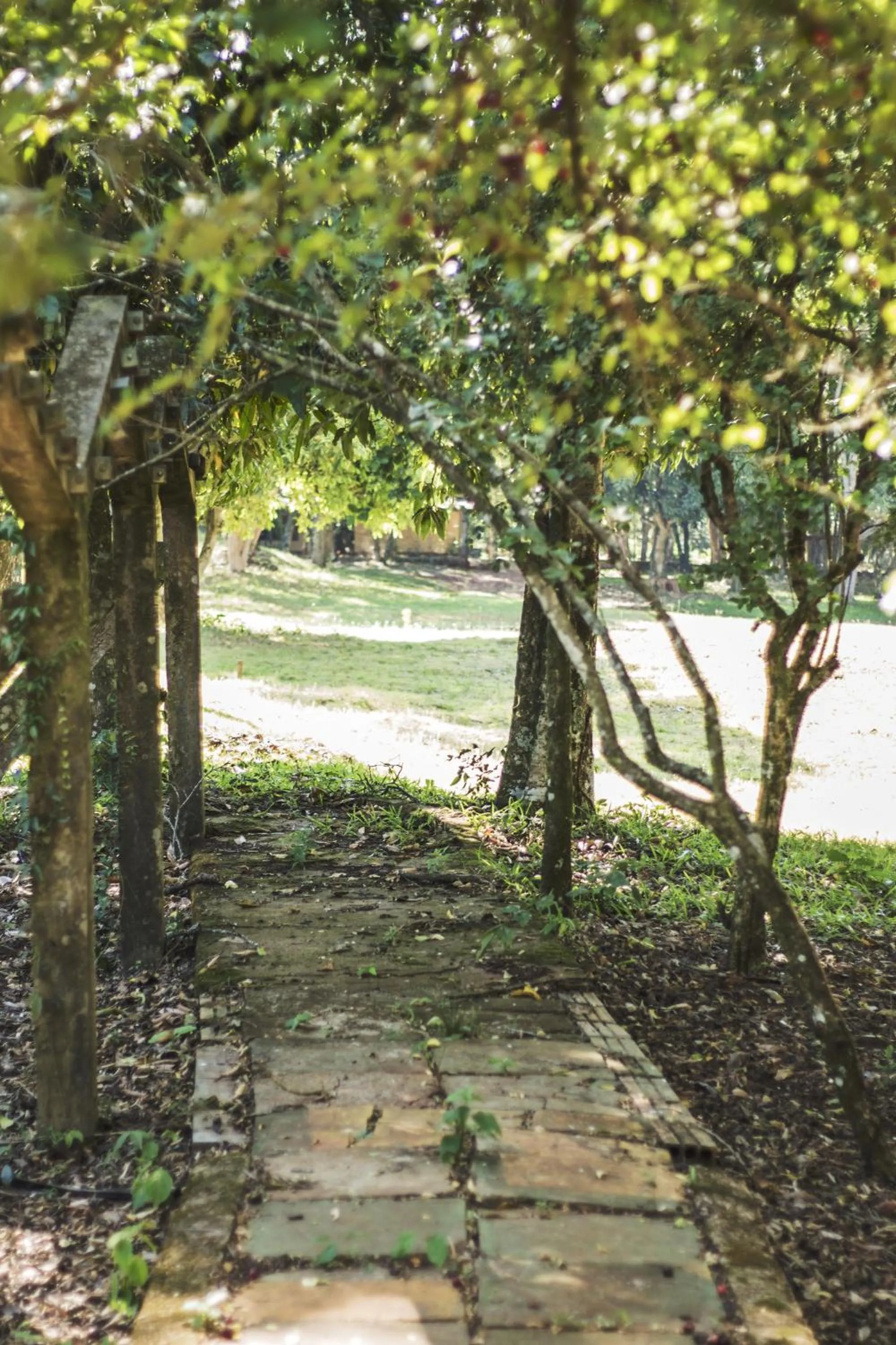 Garden in Canzi Cataratas Hotel