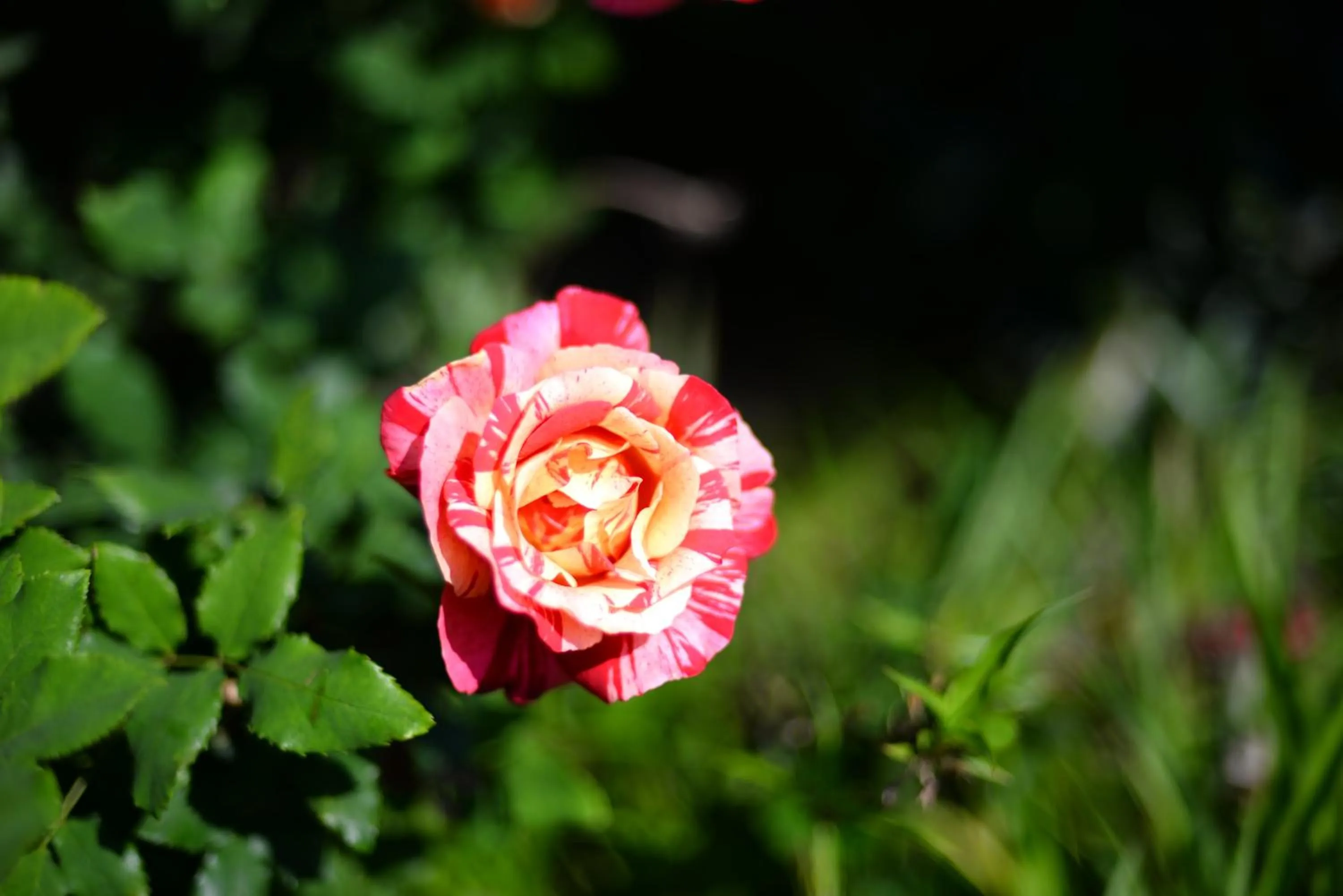 Garden in Avant Garde Lodge