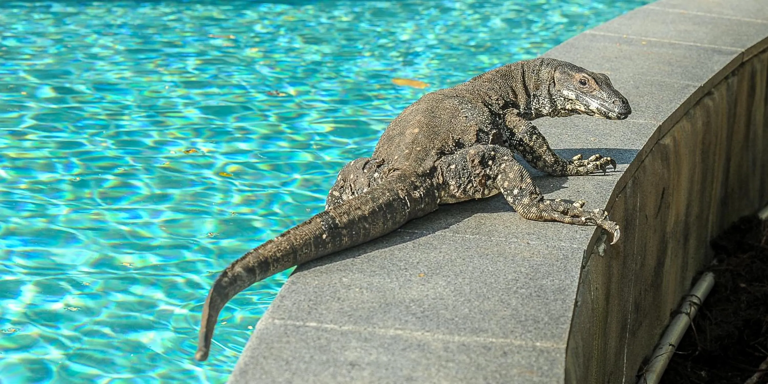 Animals in Oasis at Palm Cove