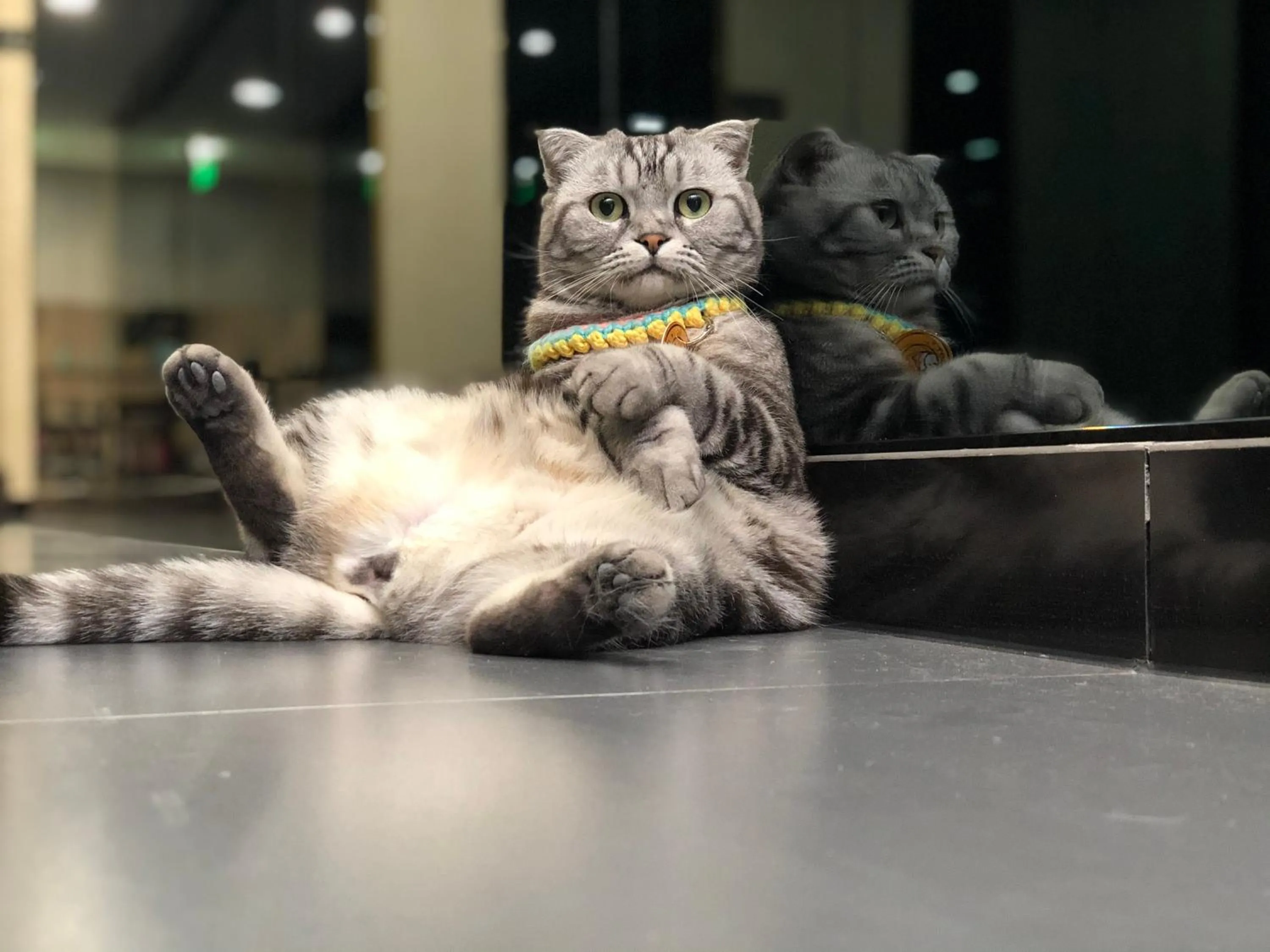 Animals in Xingshe Alley Courtyard Hotel Beijing Wangfujing Forbidden City Branch - Breakfast included & English speaking reception & Free WiFi and Laundry room & Hutong Culture & Cat-keeping & Flower-growing Terrace & One day tour service & Free coffee