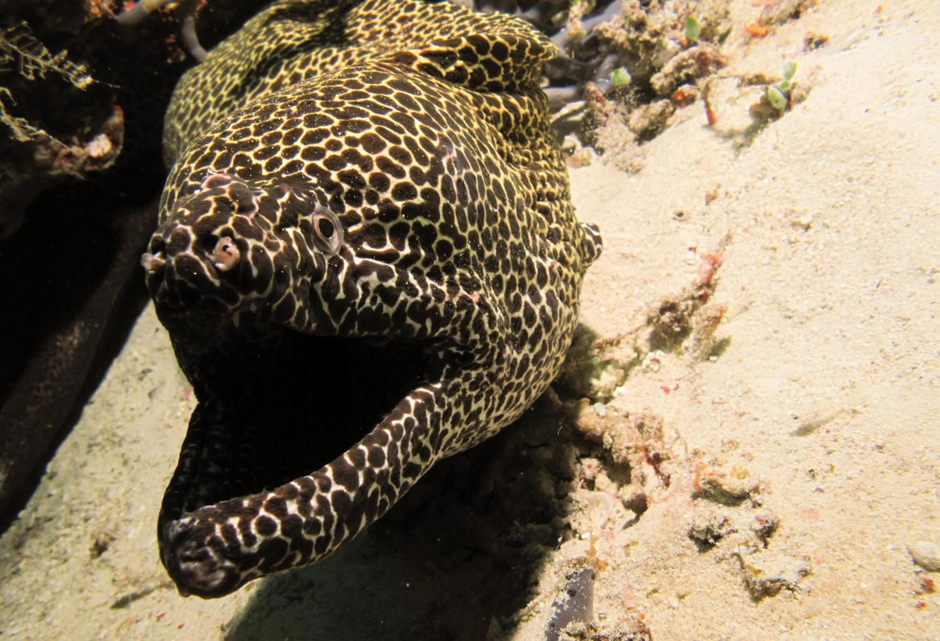 Annama Lodge and Dive