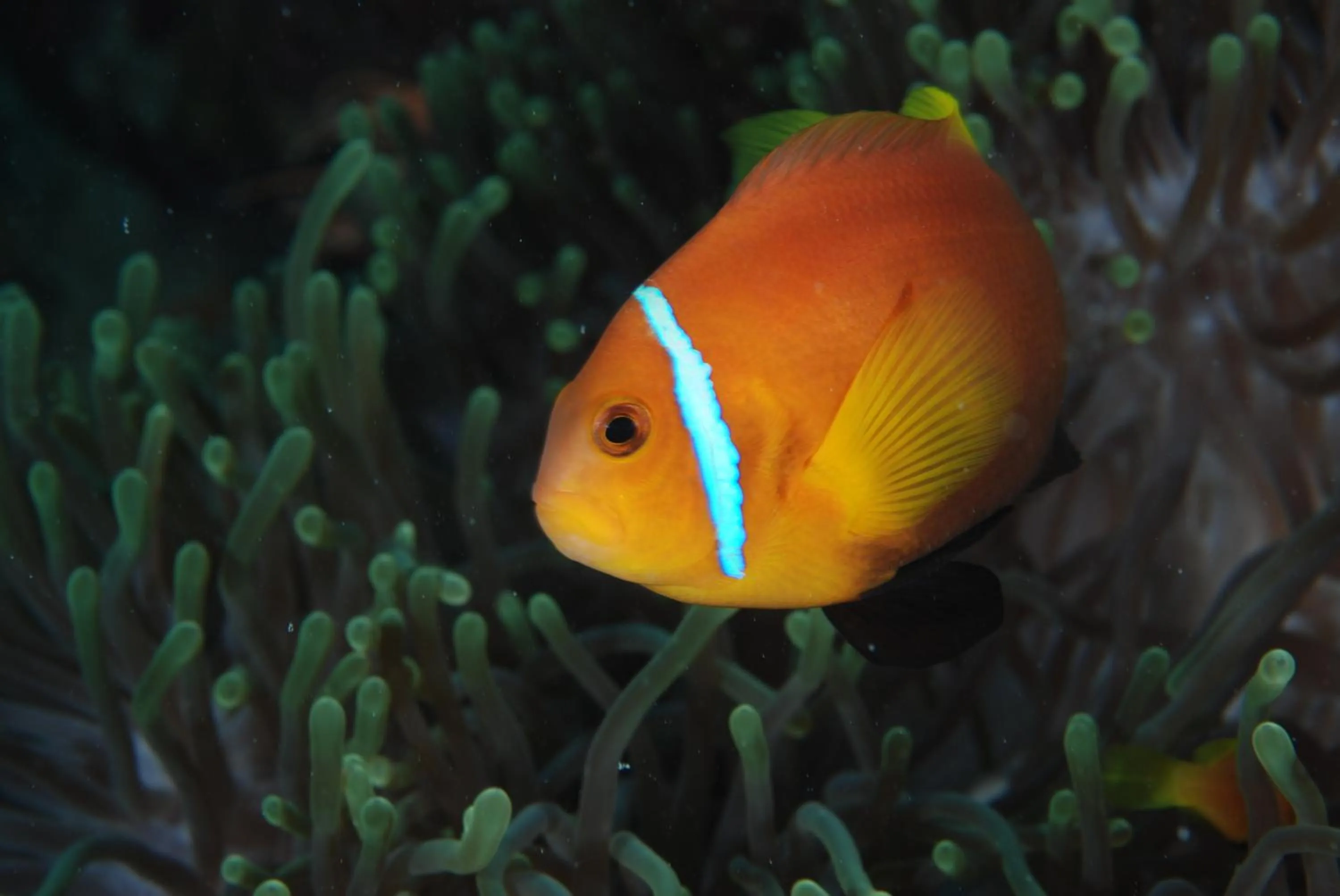 Annama Lodge and Dive