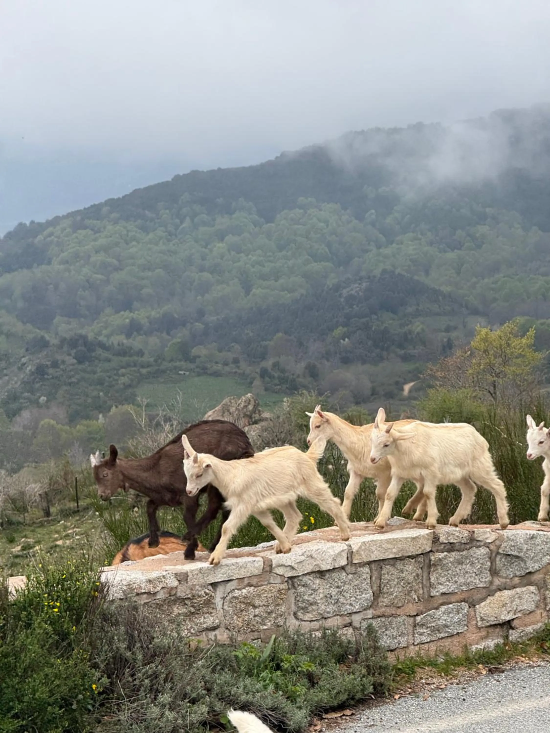 Day in Ferme auberge du col de la vaccia