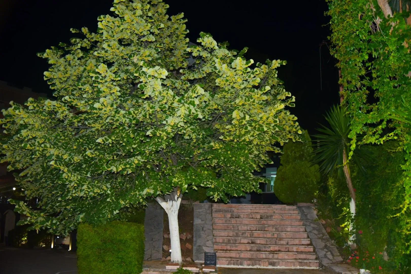 Garden in Privé City Hotel