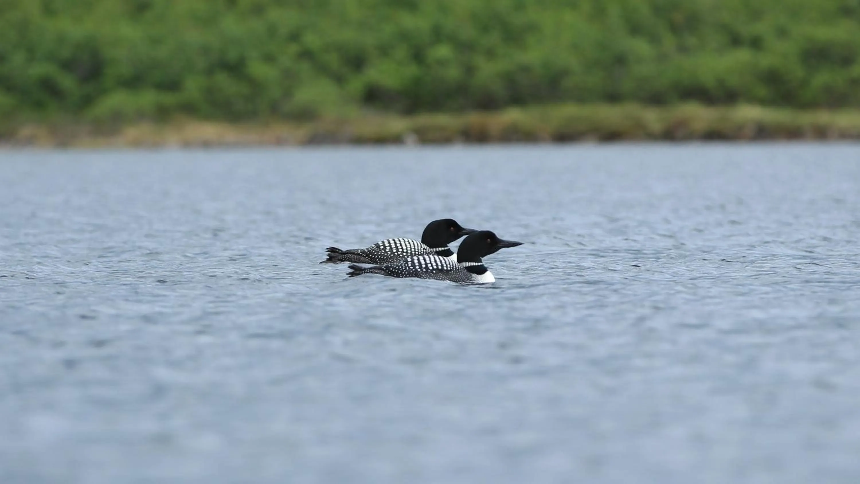 Caribou Lodge Alaska