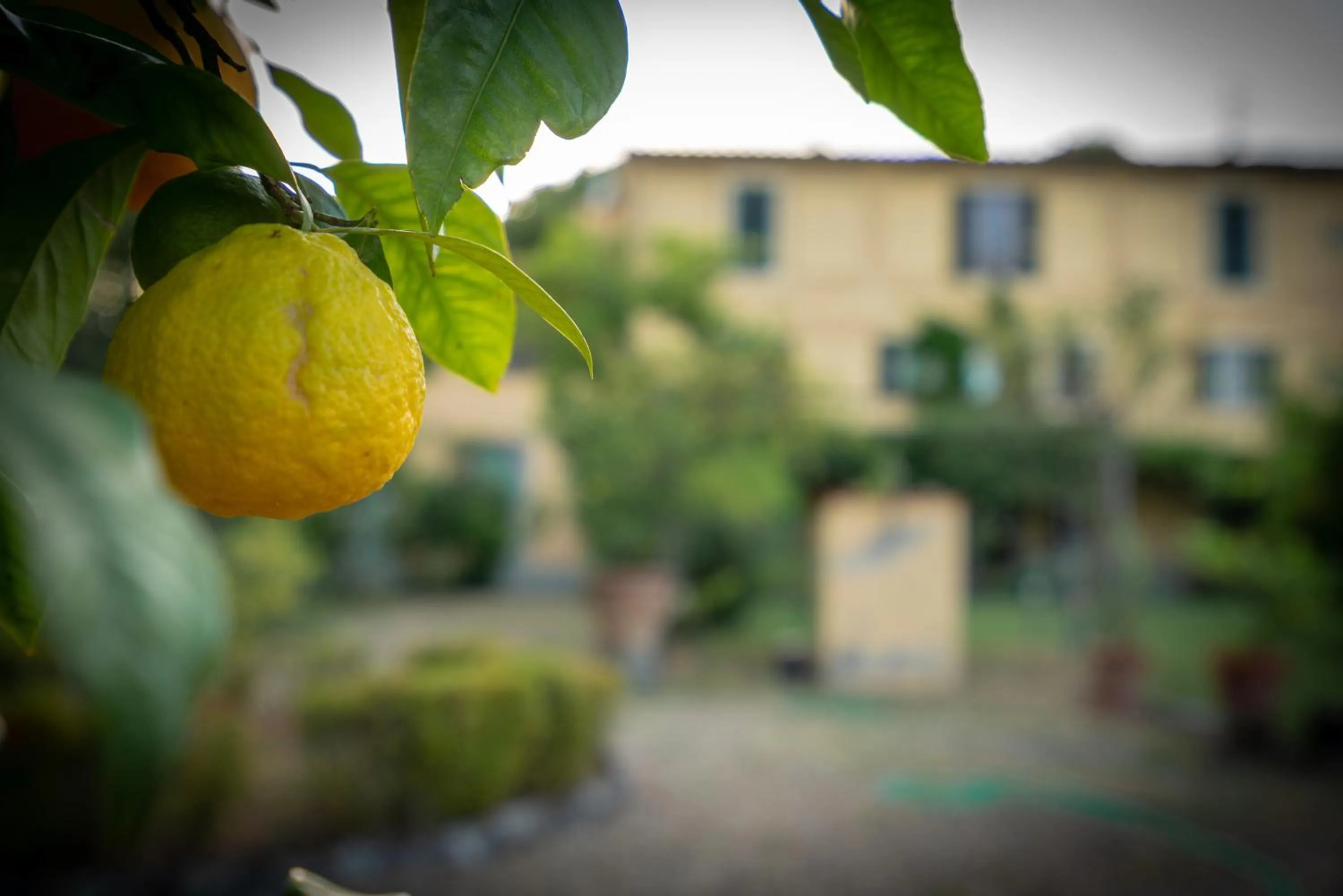 Garden in Villa Ape Rosa Relais