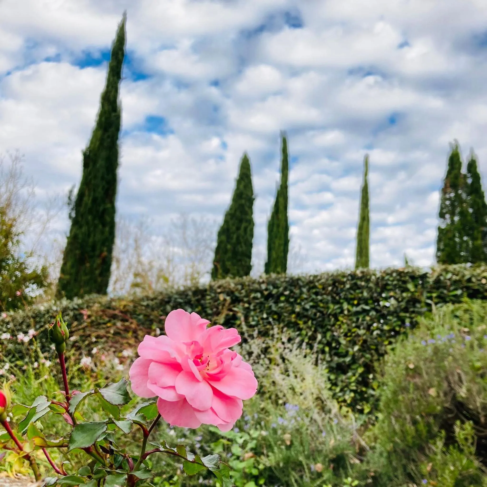 Garden view in Podere La Chiusella B&B