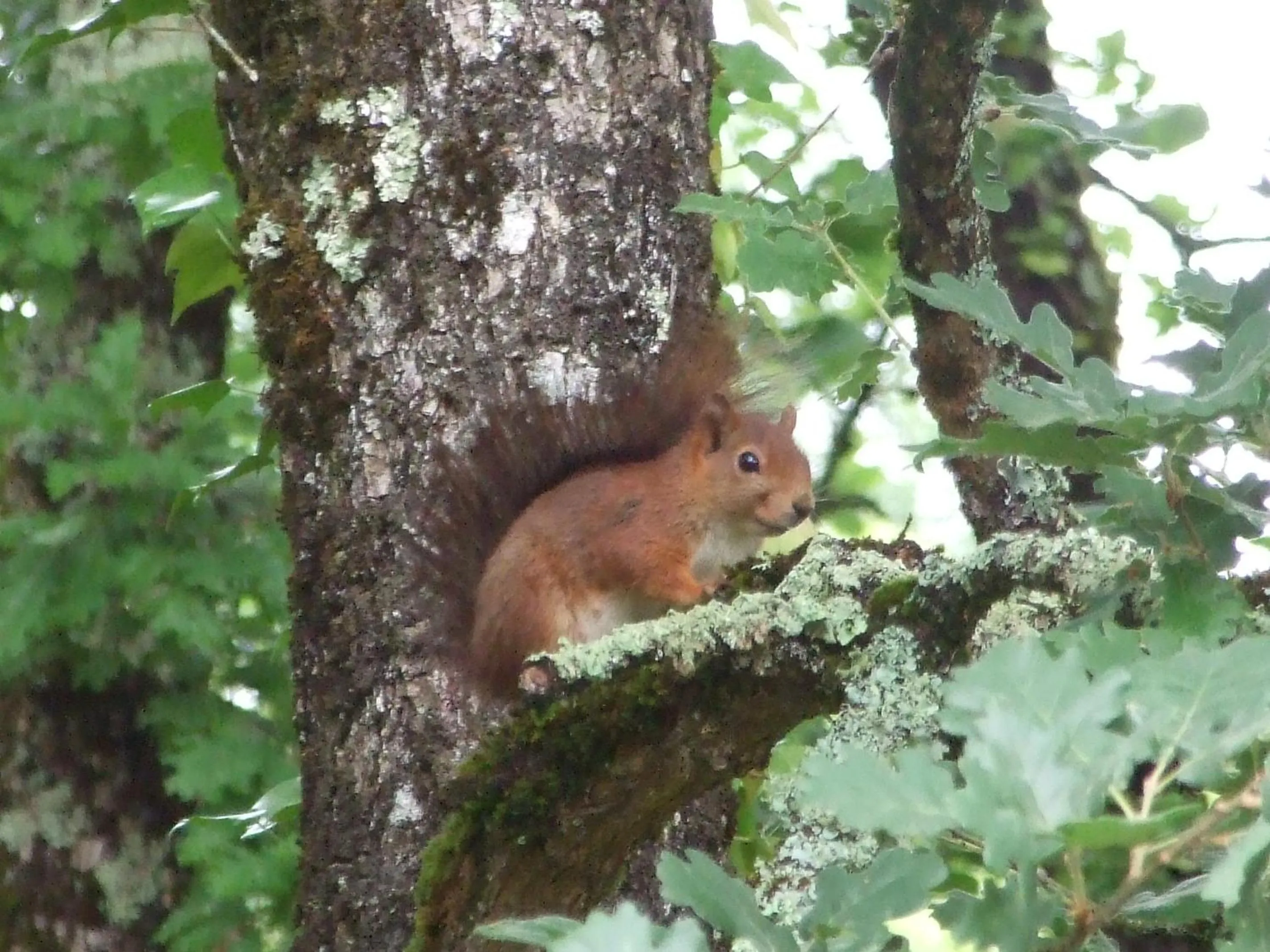 Animals in Les Feuillantines Perigord Noir